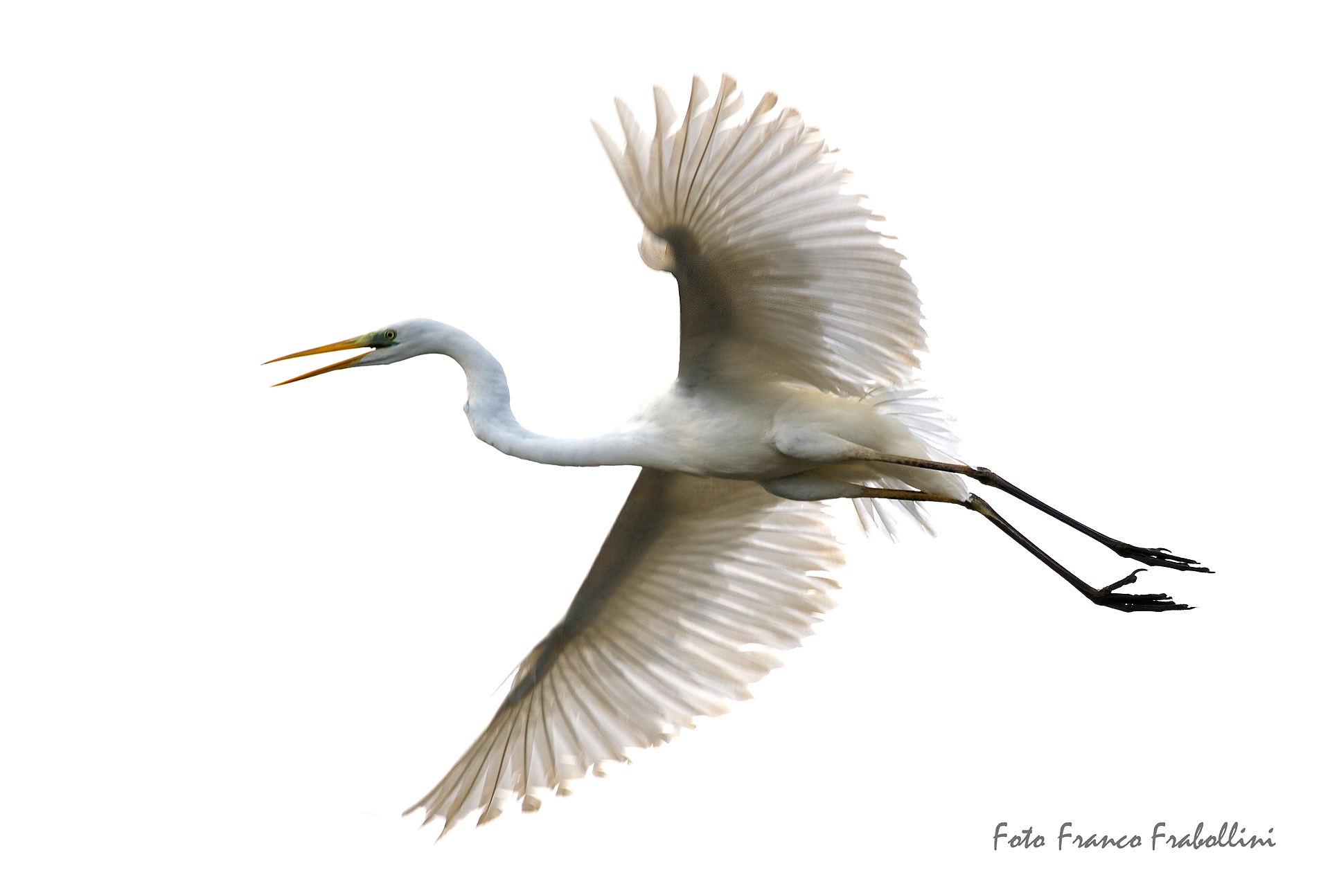 Airone Bianco Maggiore