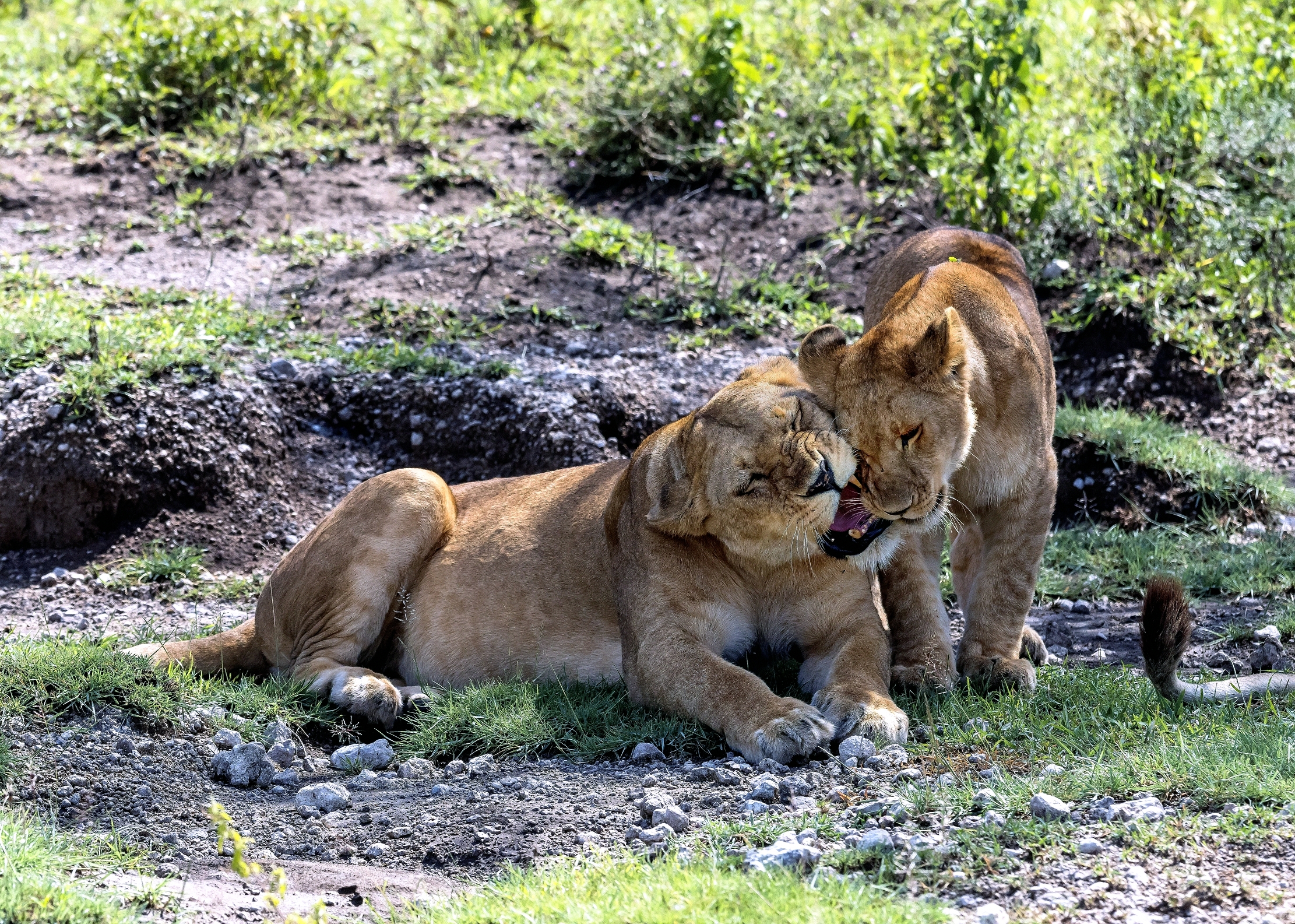 Tanzania 2016 - Coccole