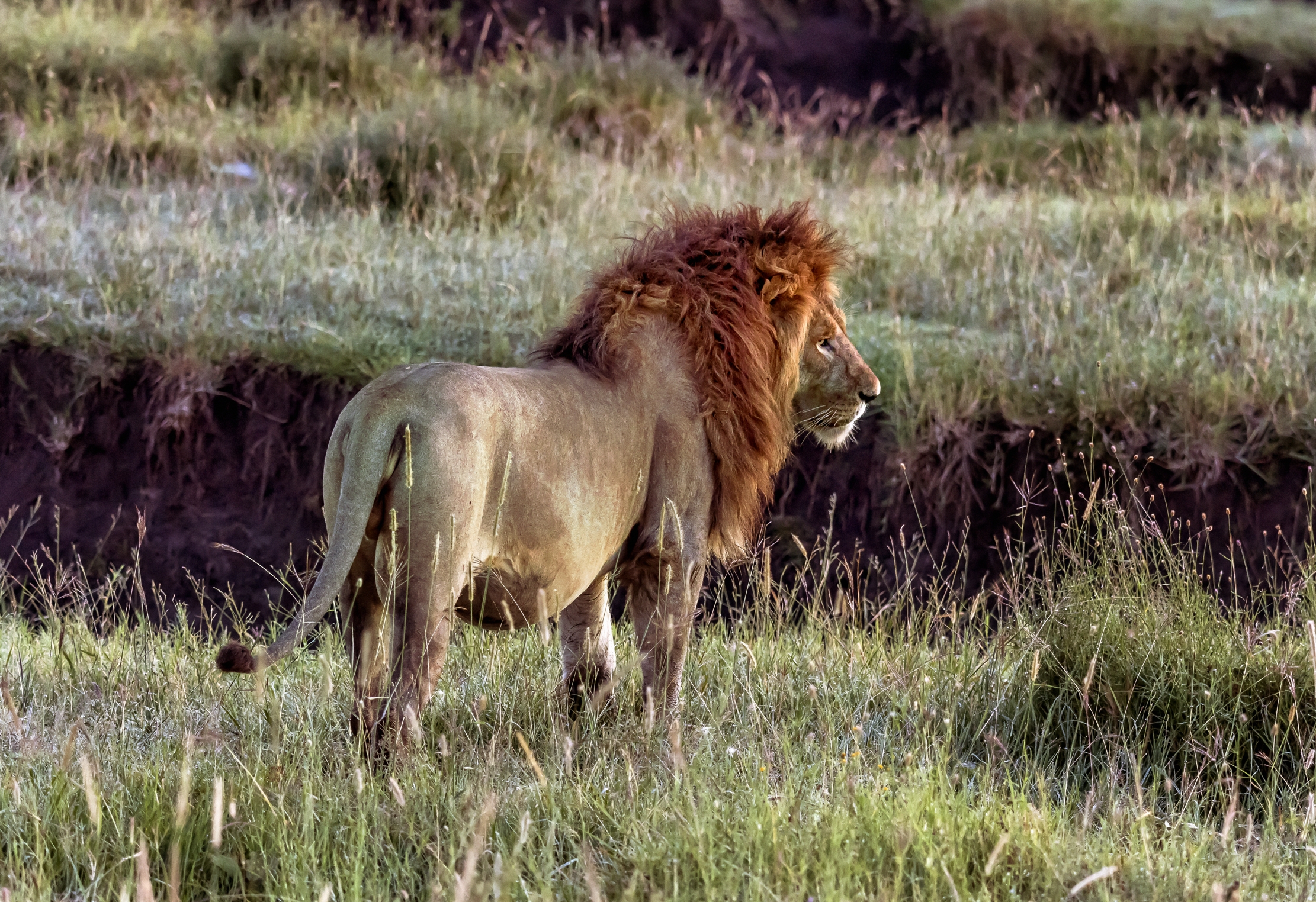Tanzania 2016 - Lion