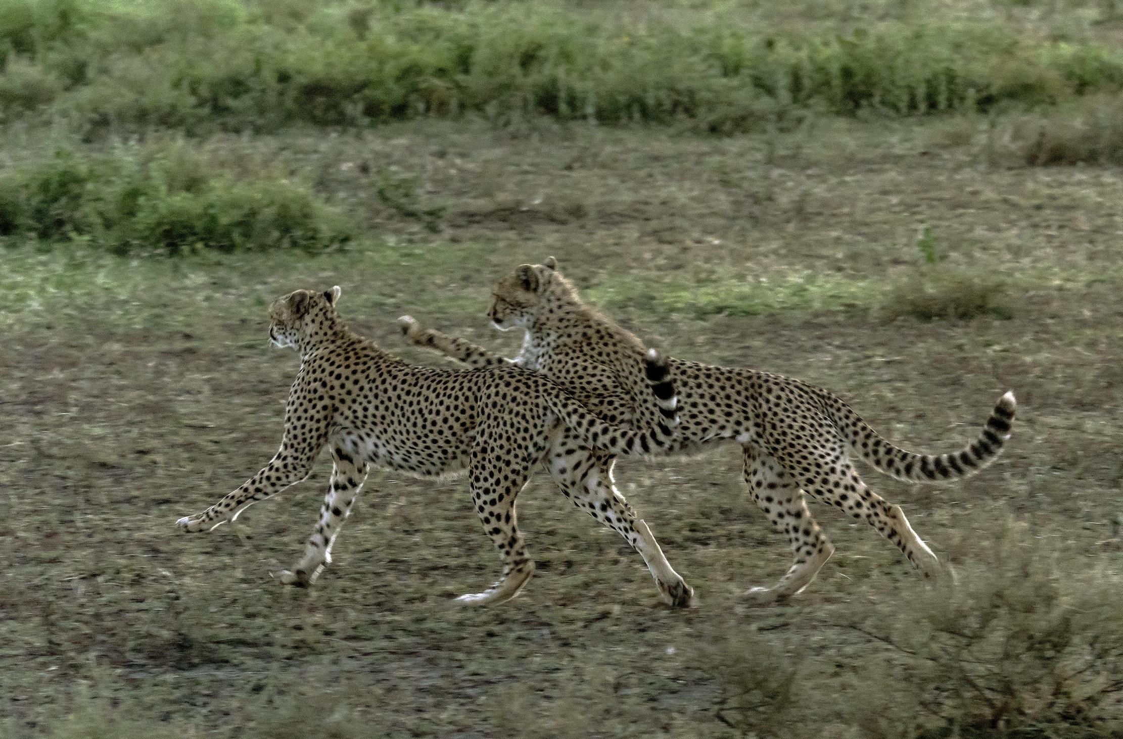 Tanzania 2016 - Giochi all'alba