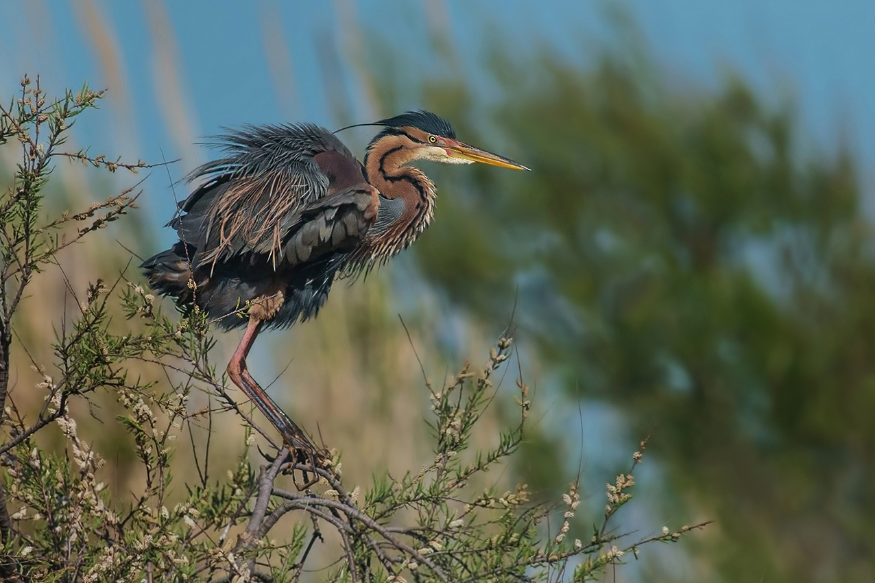 purple heron