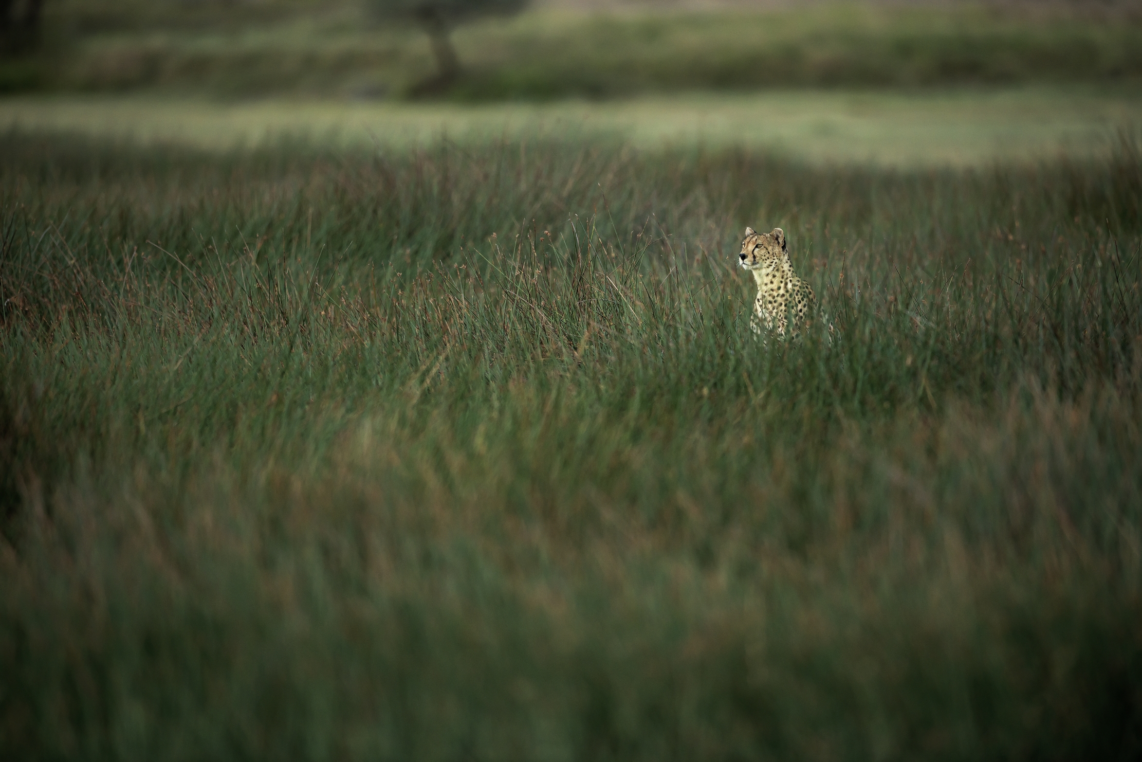 Tanzania 2016 - Tra l'erba del marsh