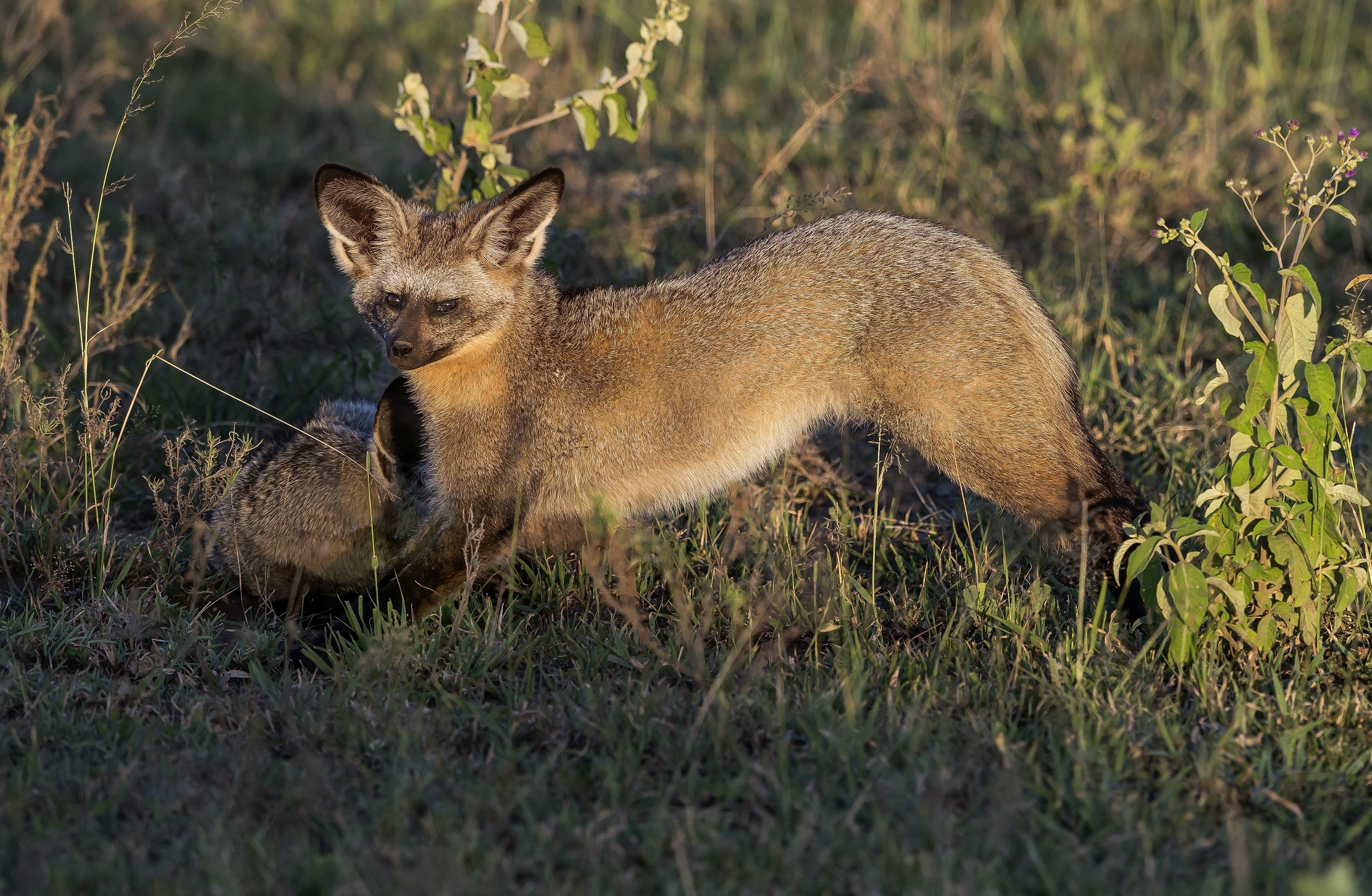 Tanzania 2016 - Otocione