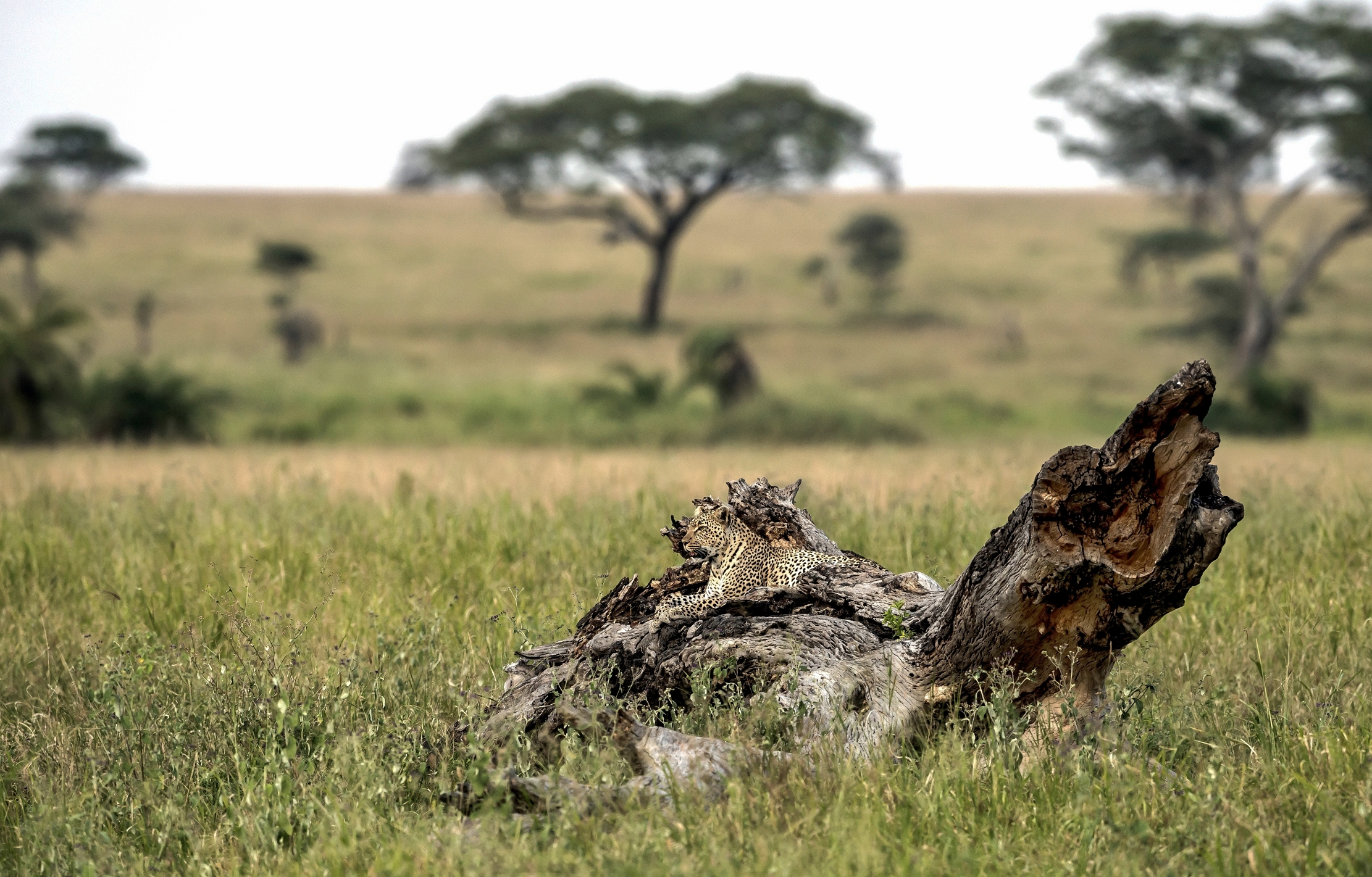 Tanzania 2016 - Nel Seronera (Serengeti)