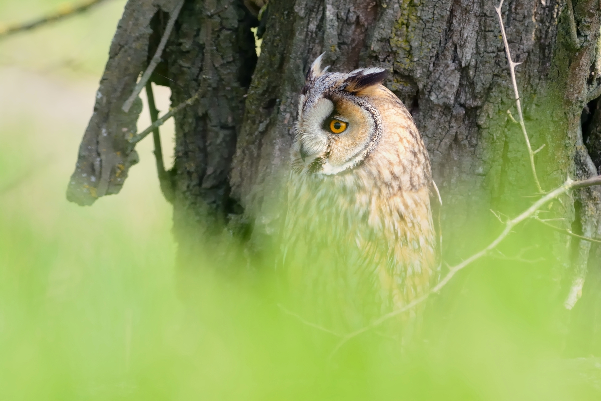 Vedo non vedo,(Gufo comune).