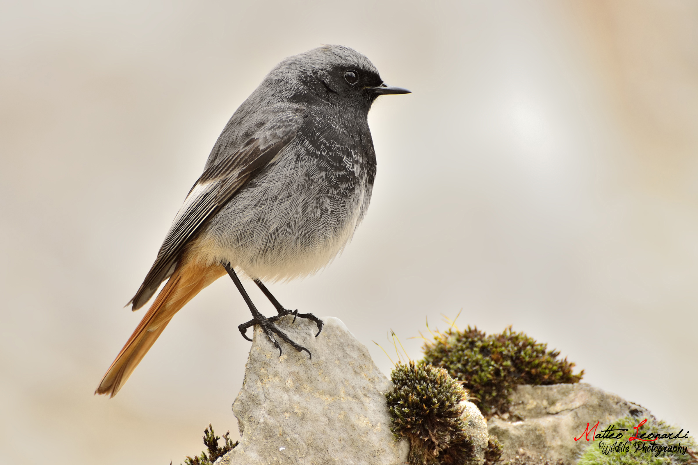 Codirosso Spazzacamino Maschio - Alpi Apuane