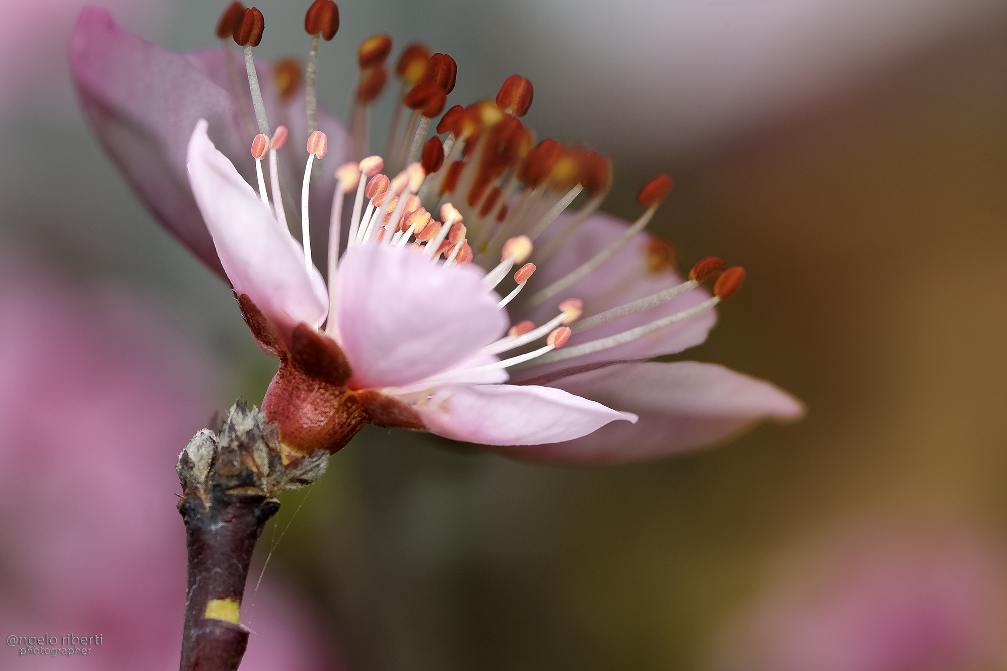 Fiori di pesco ... giocando con la natura !