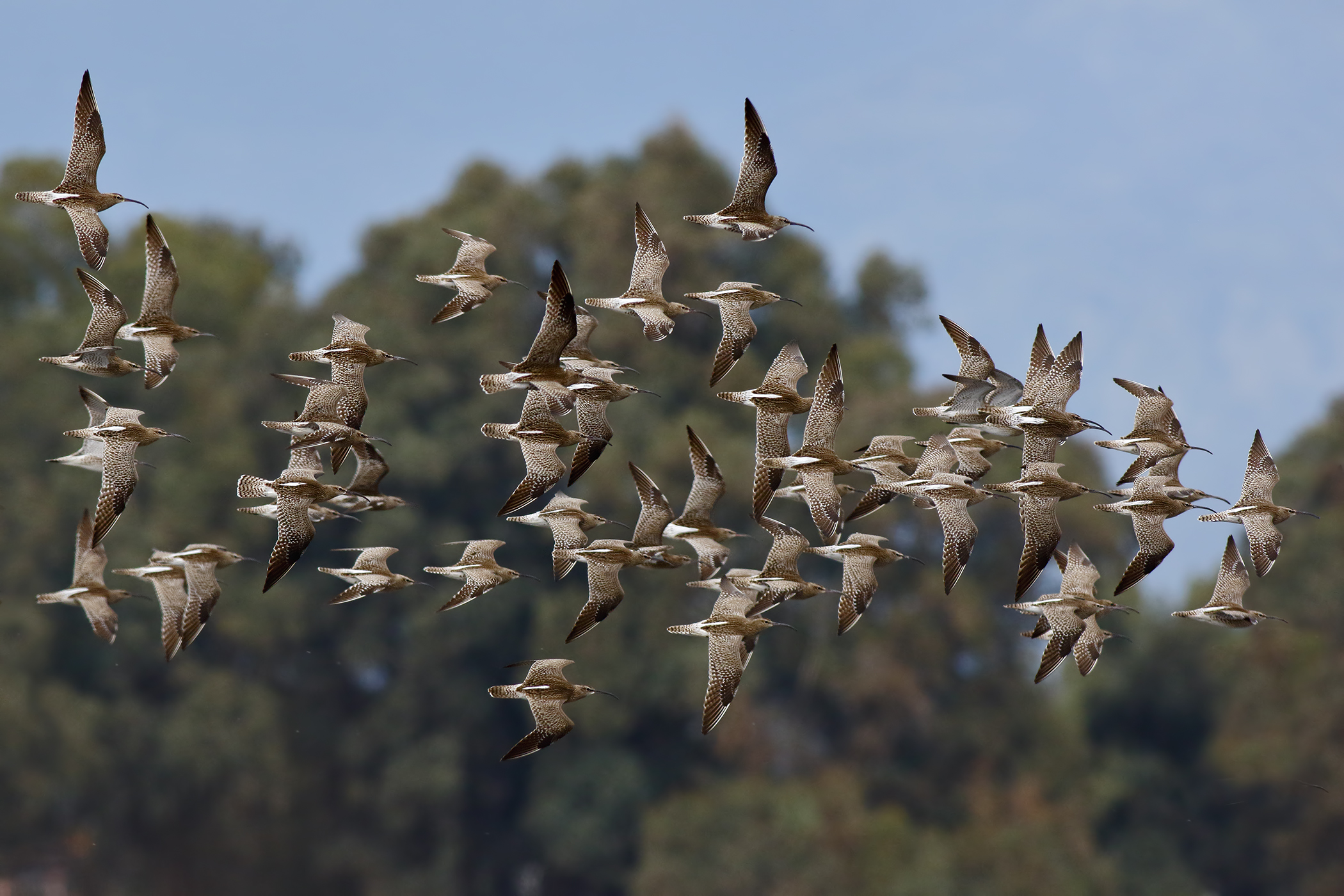 The migration of small curlews
