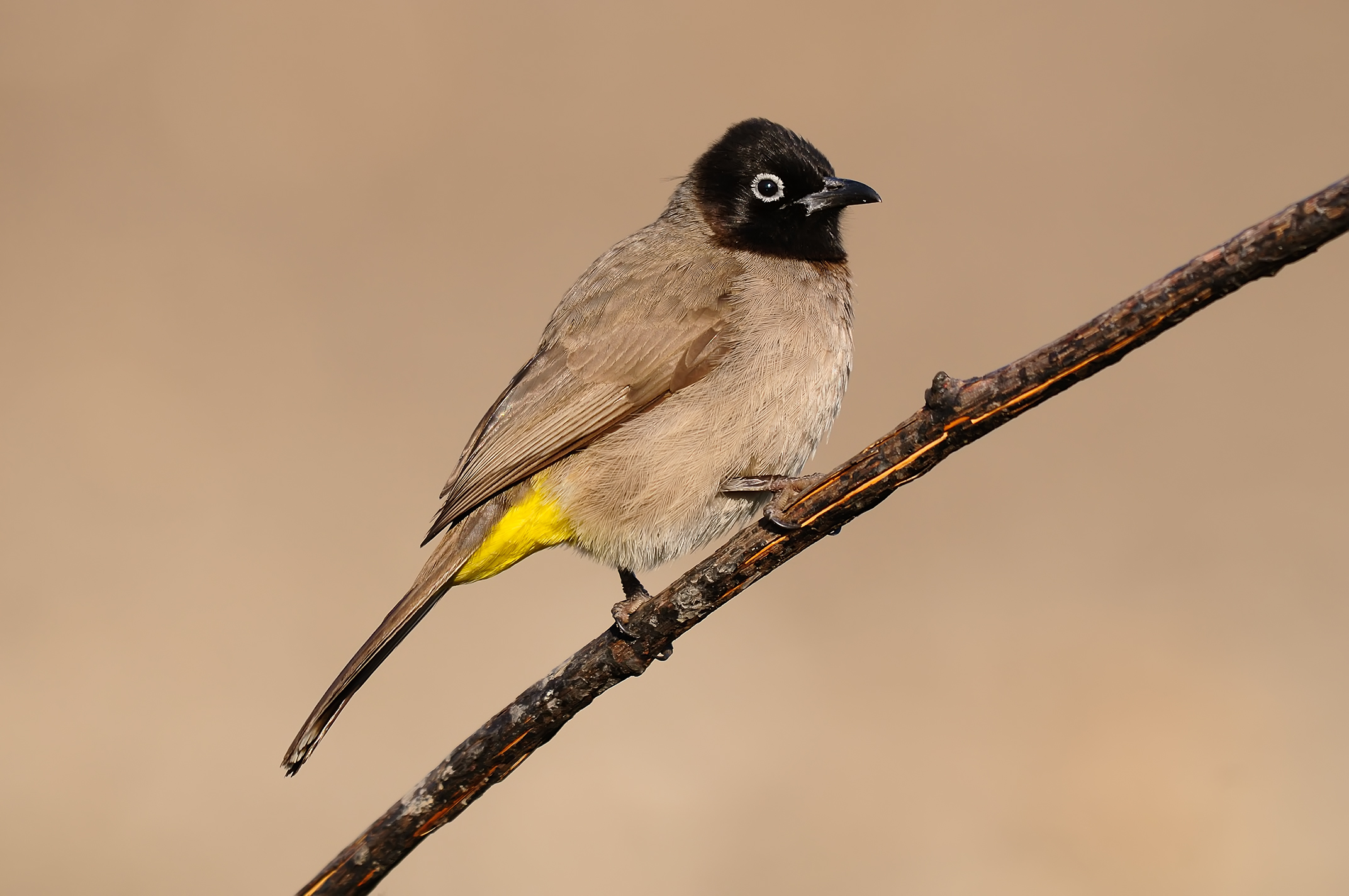 White-spectacled Bulbul / Pycnonotus xanthopygos