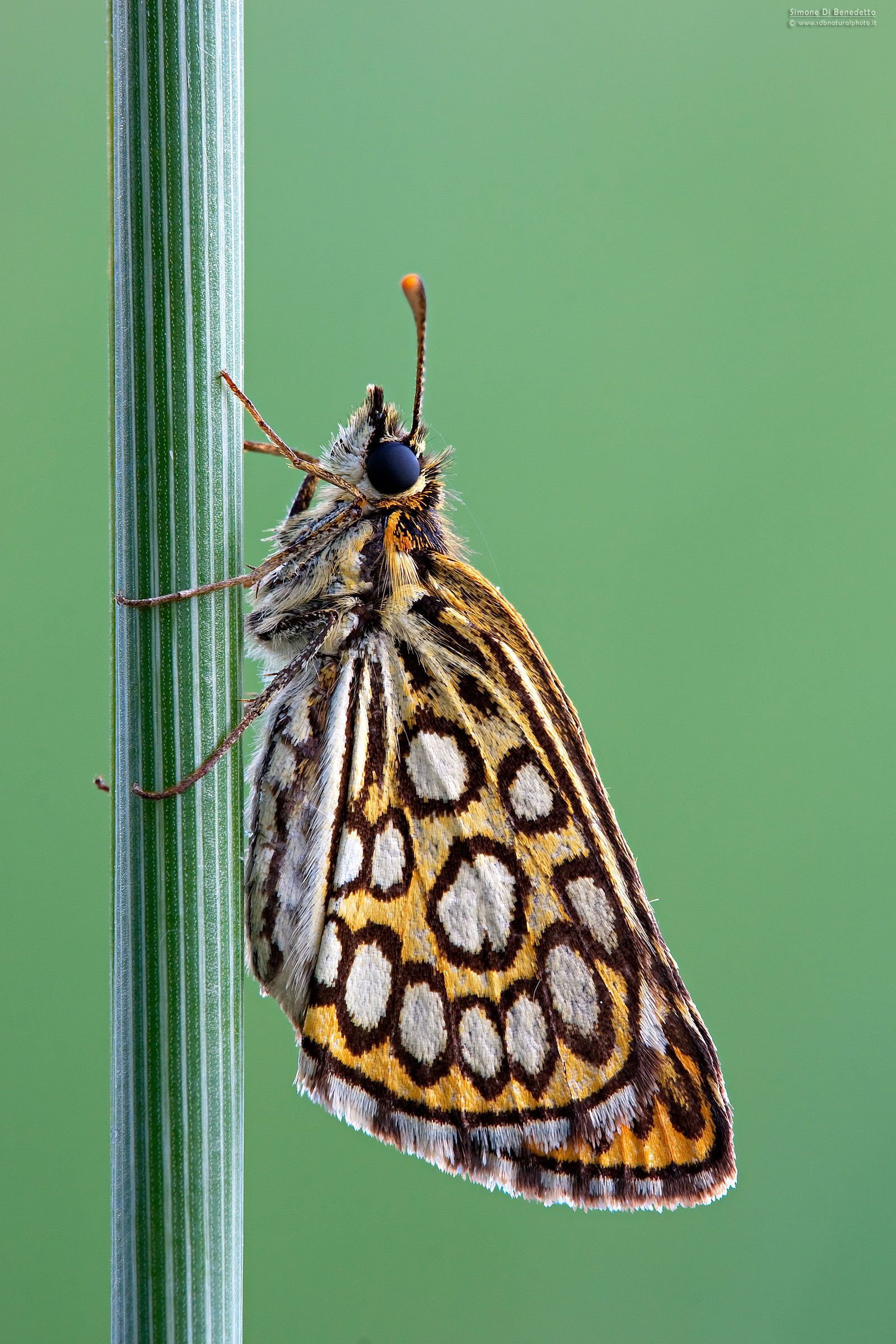 Heteropterus morpheus