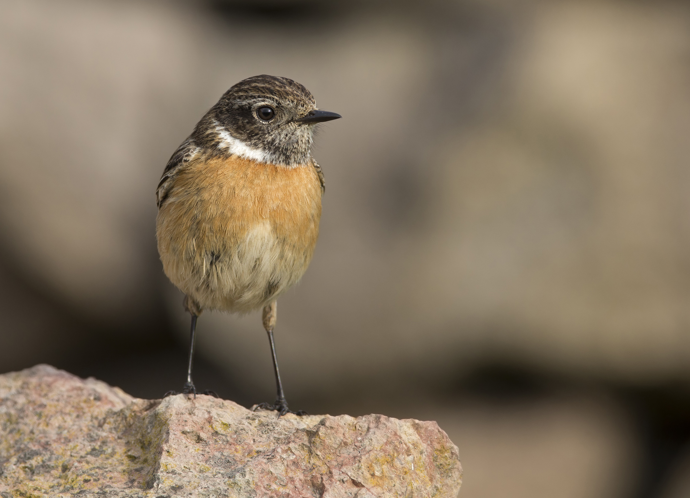 saltimpalo (saxicola torquatus)