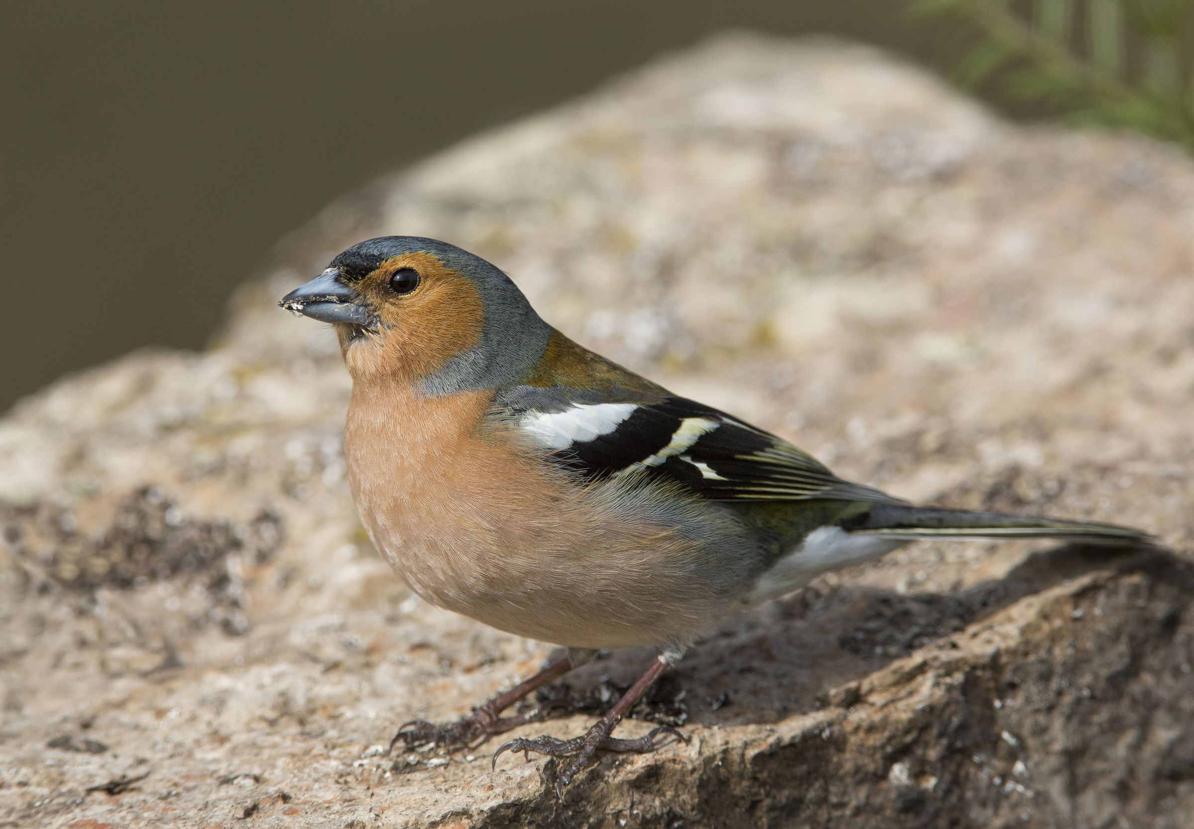 friguello (fringilla coelebs)