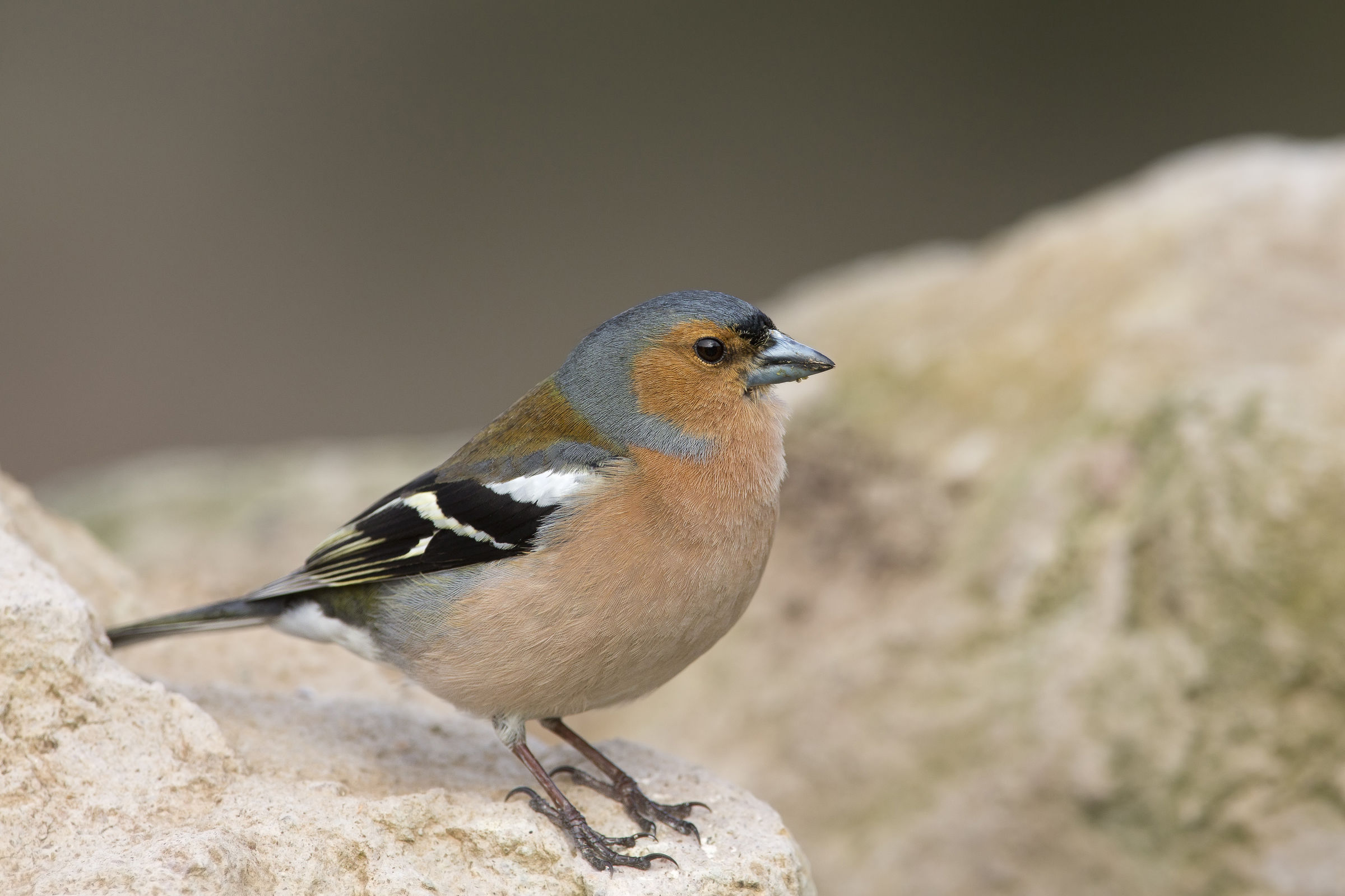 friguello (fringilla coelebs)