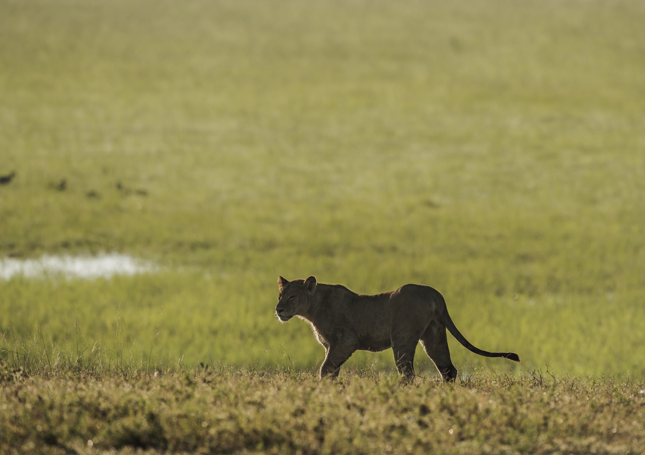 Tanzania 2016 - Nella savana