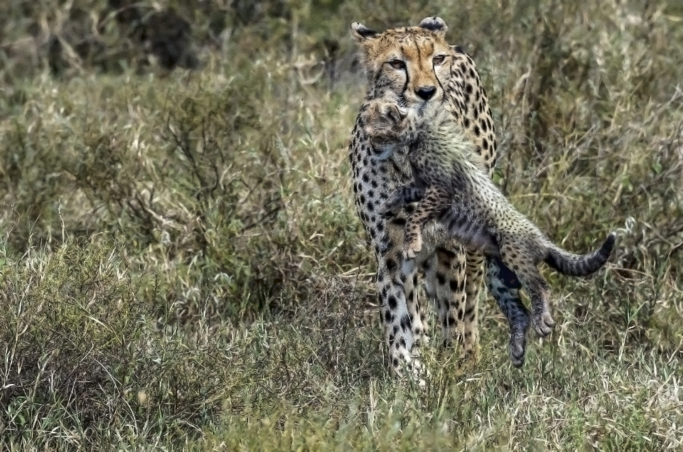 Tanzania 2016 - A spasso