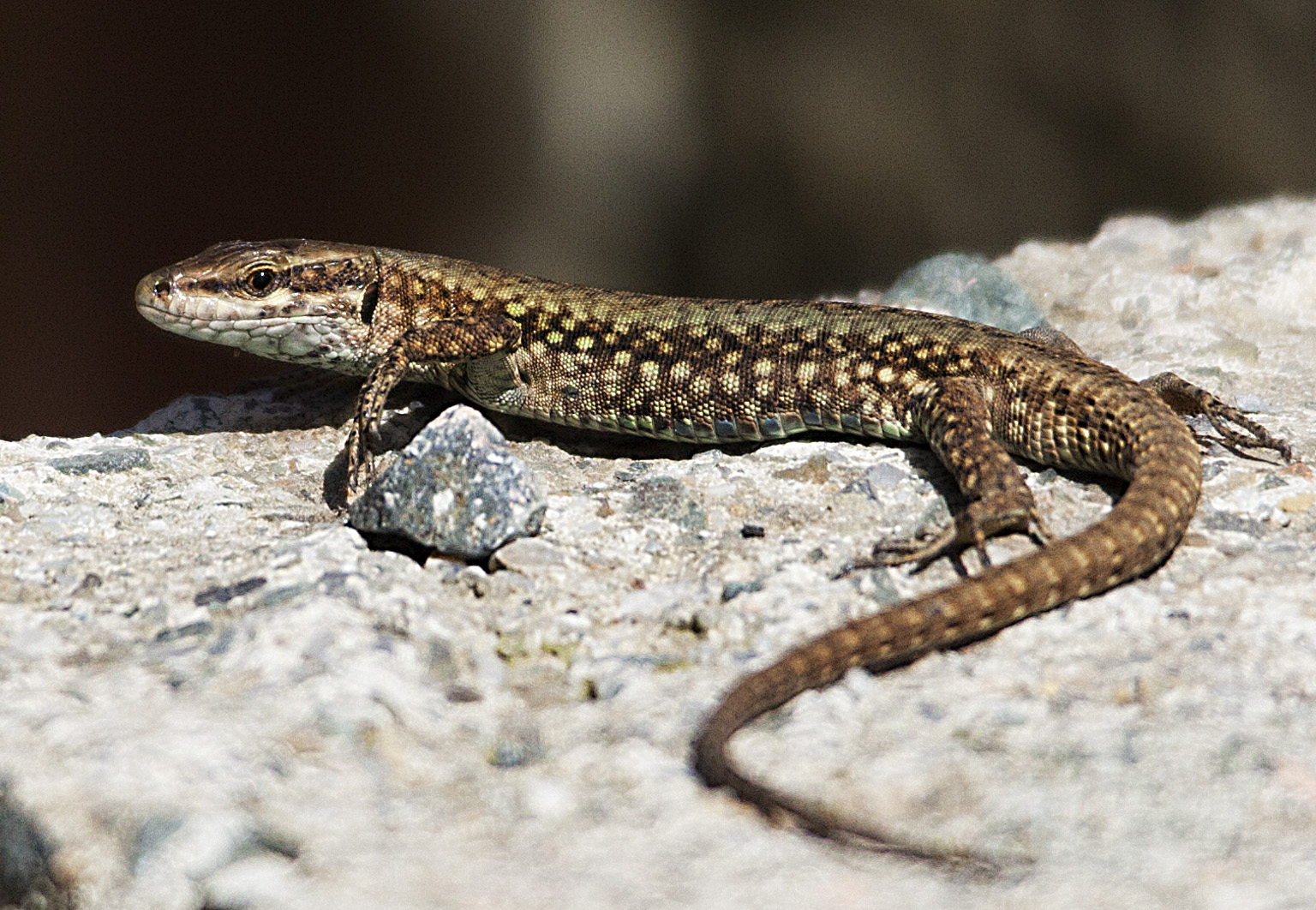 Una semplice lucertolina