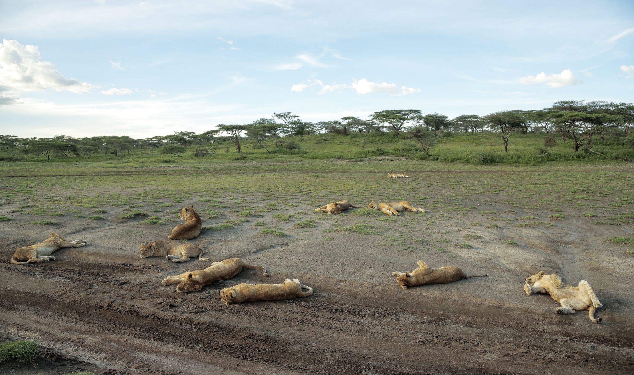 Tanzania 2016 - Marsh di Indutu