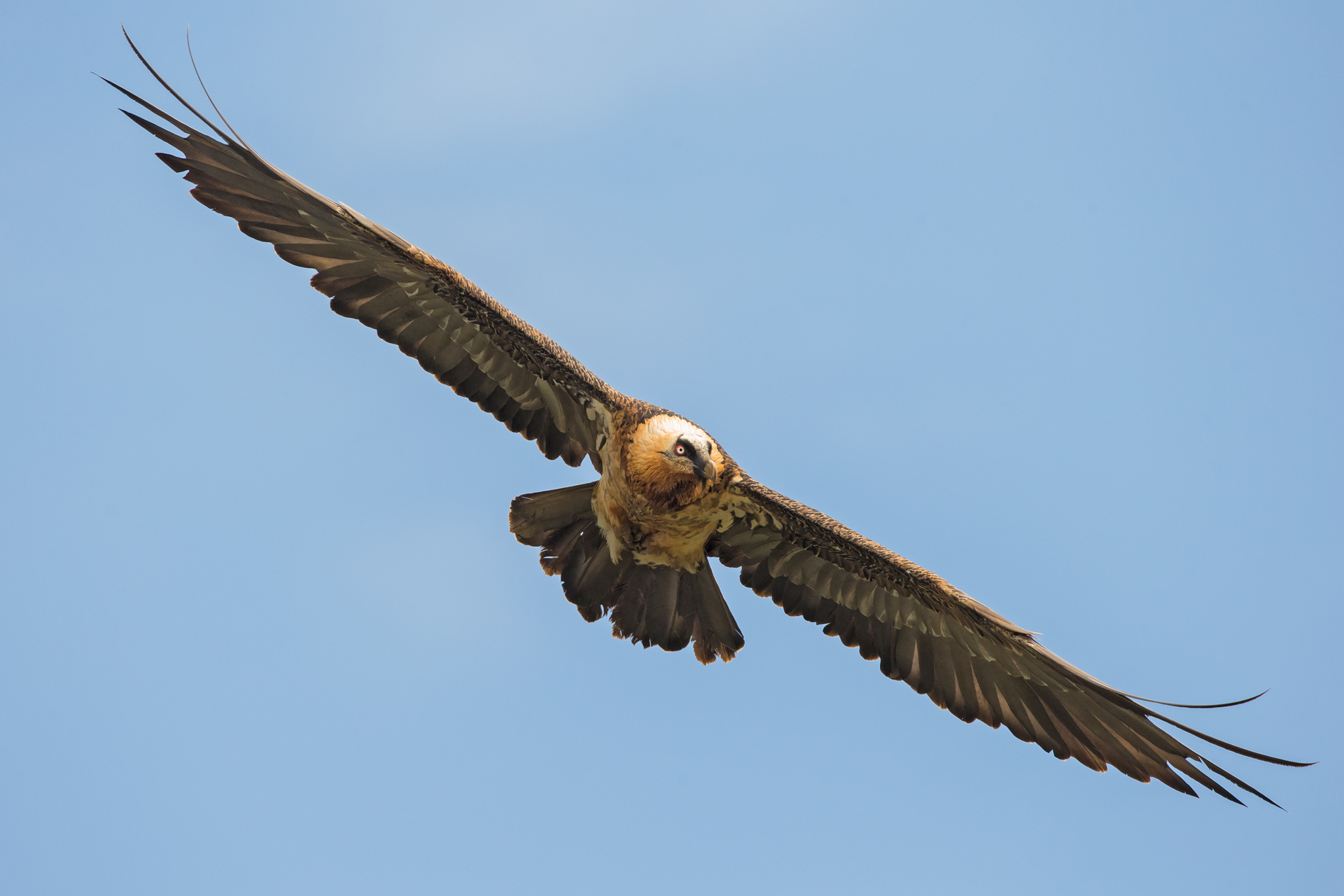 Bearded Vulture