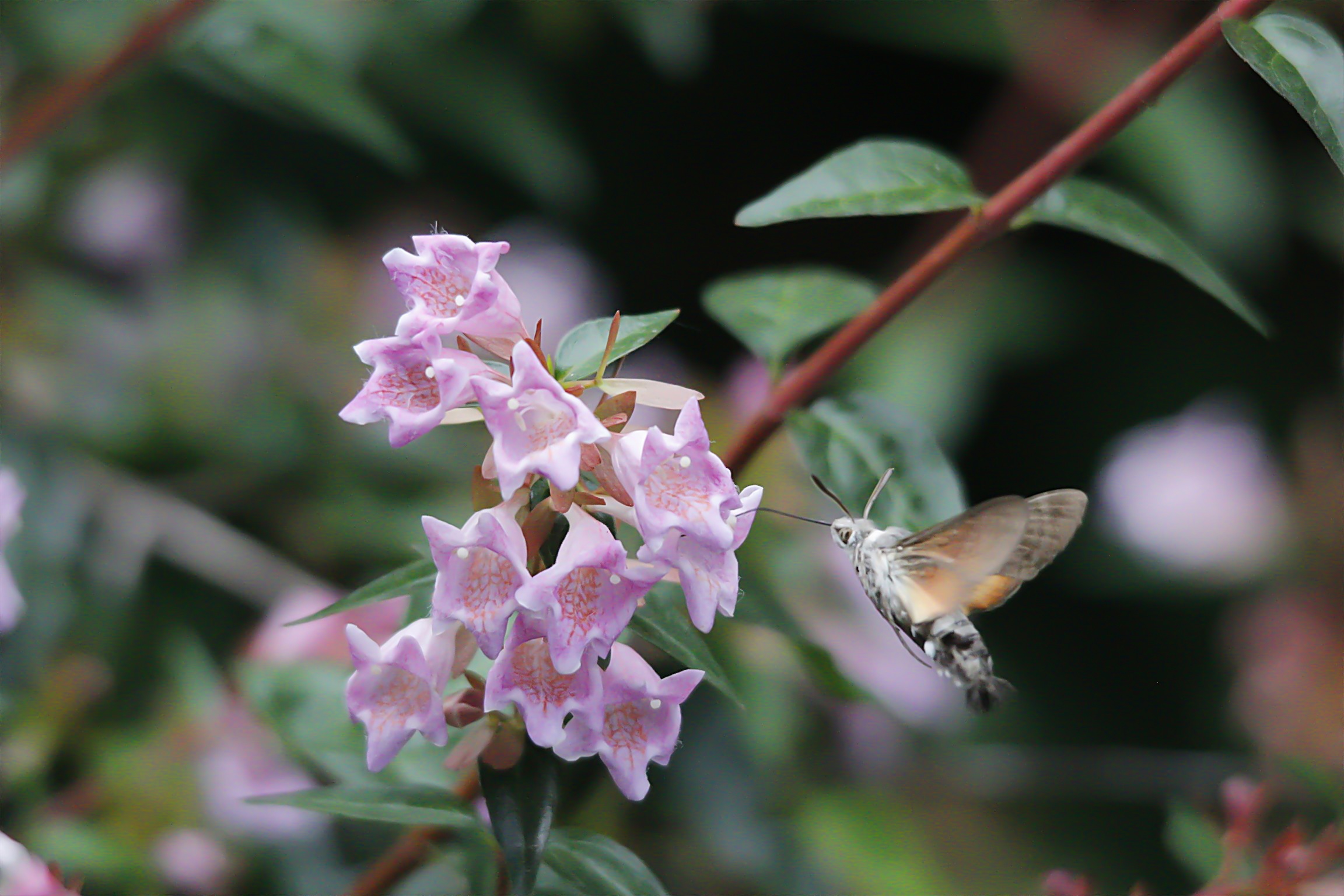 insetto...si ma che insetto?