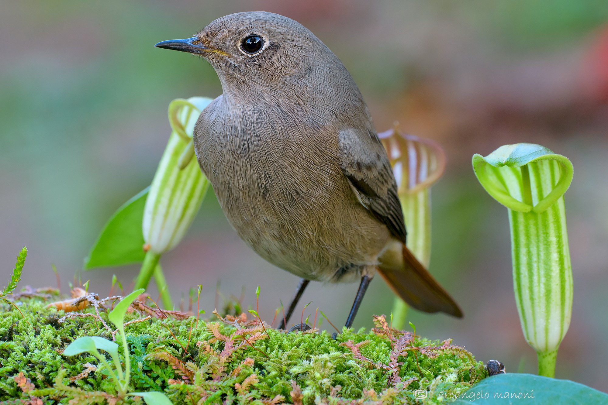 Codirosso spazzacamino