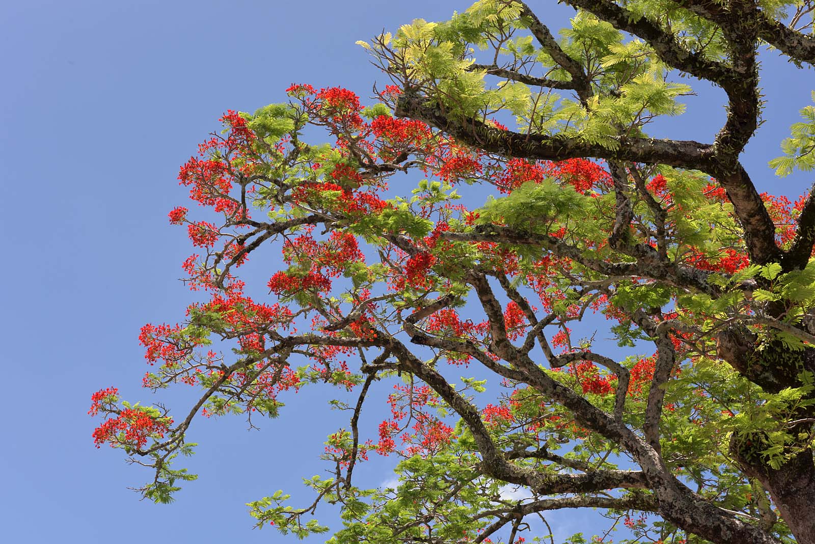Rarotonga, Cook Islands