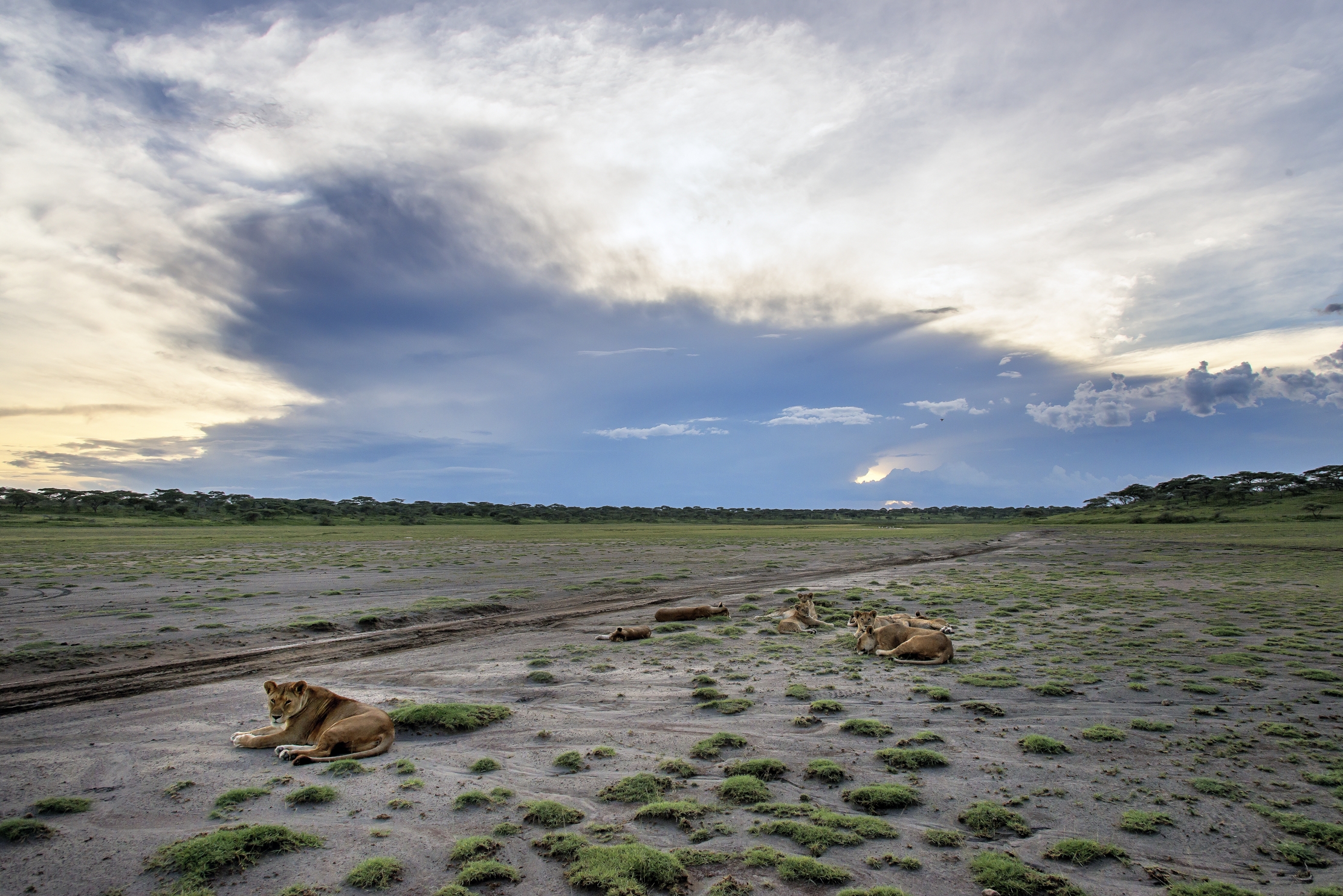 Tanzania 2016 - Marsh di Ndutu