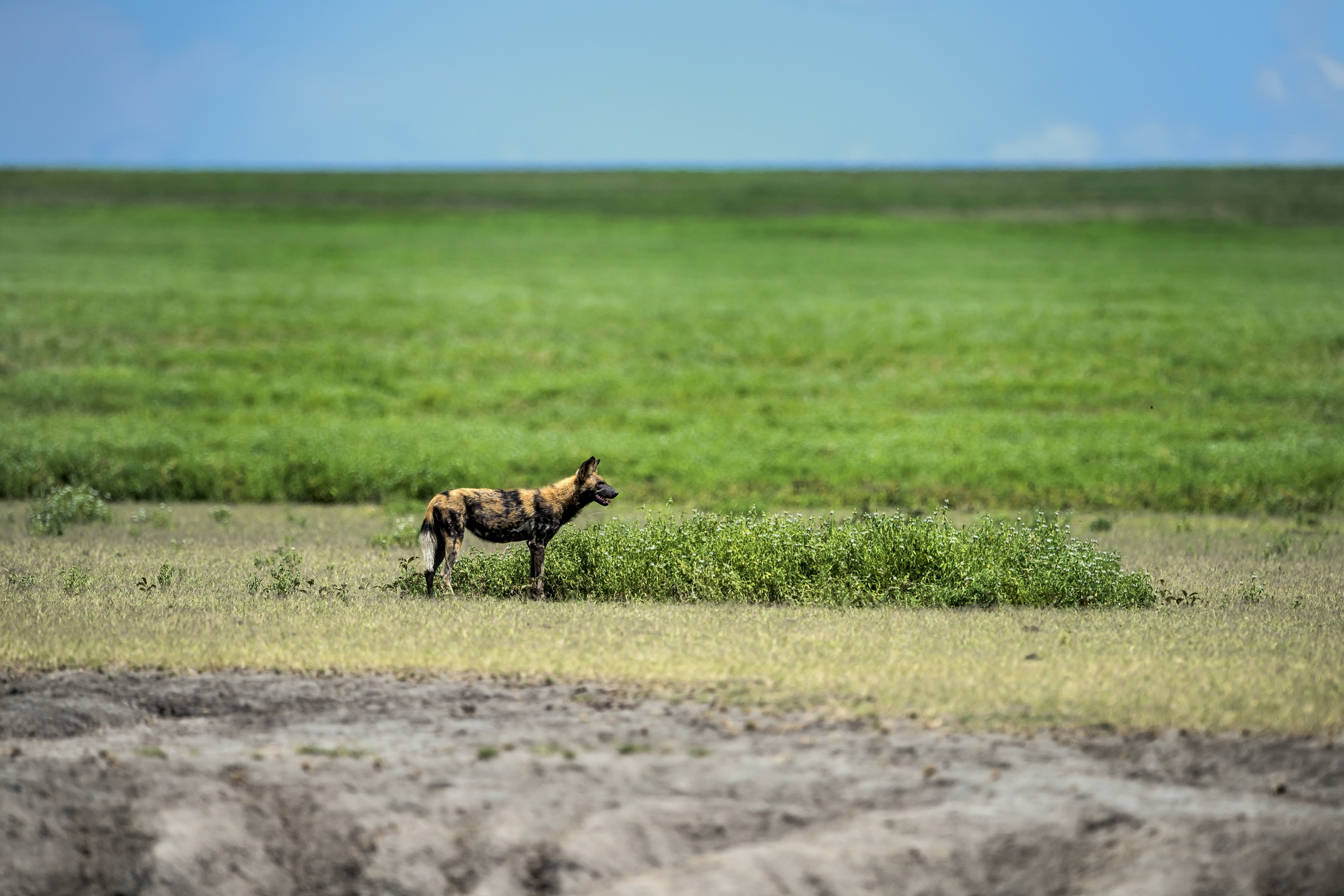 Tanzania 2016 - Wild dog