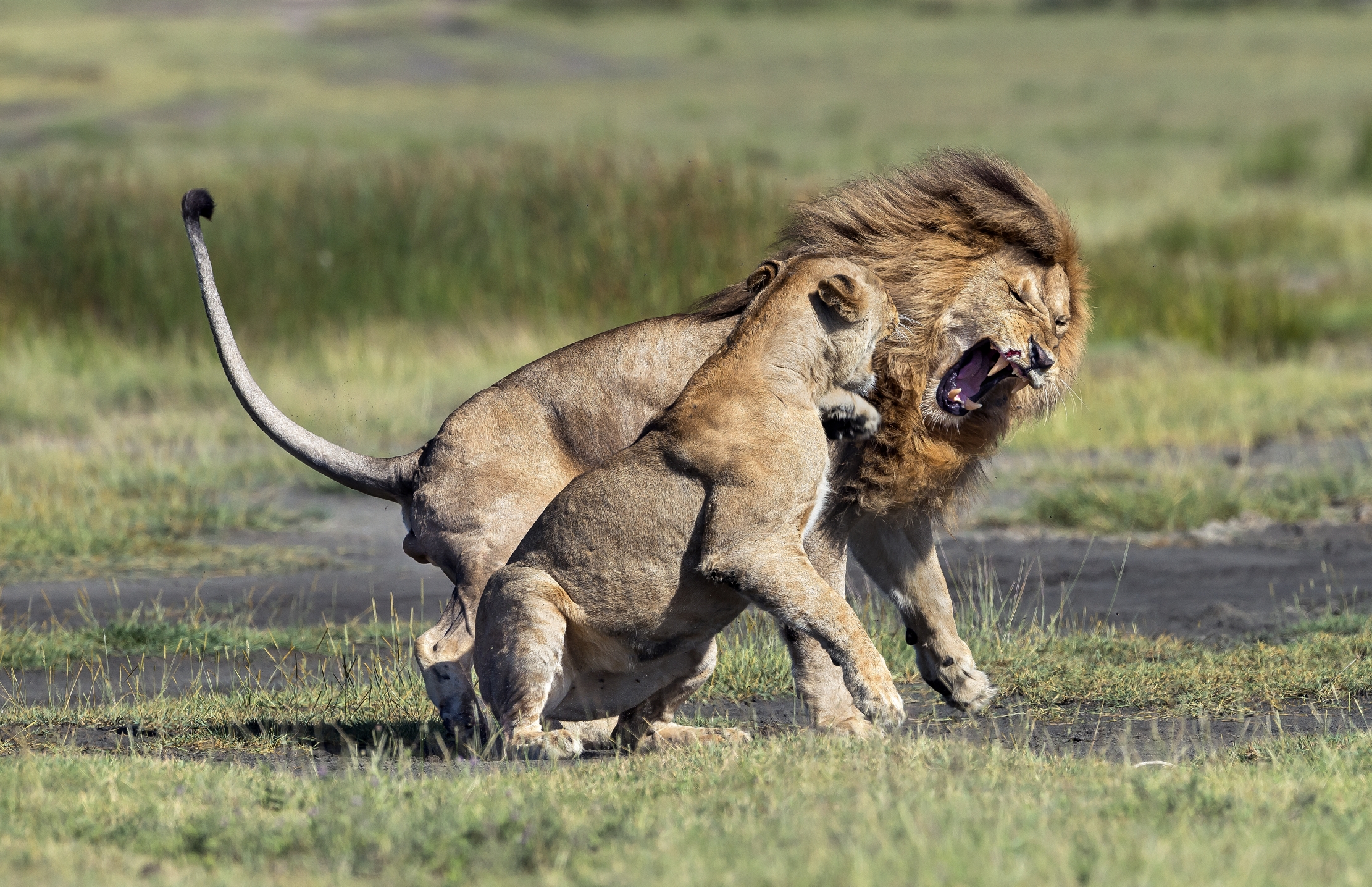 Tanzania 2016 - Amore.....