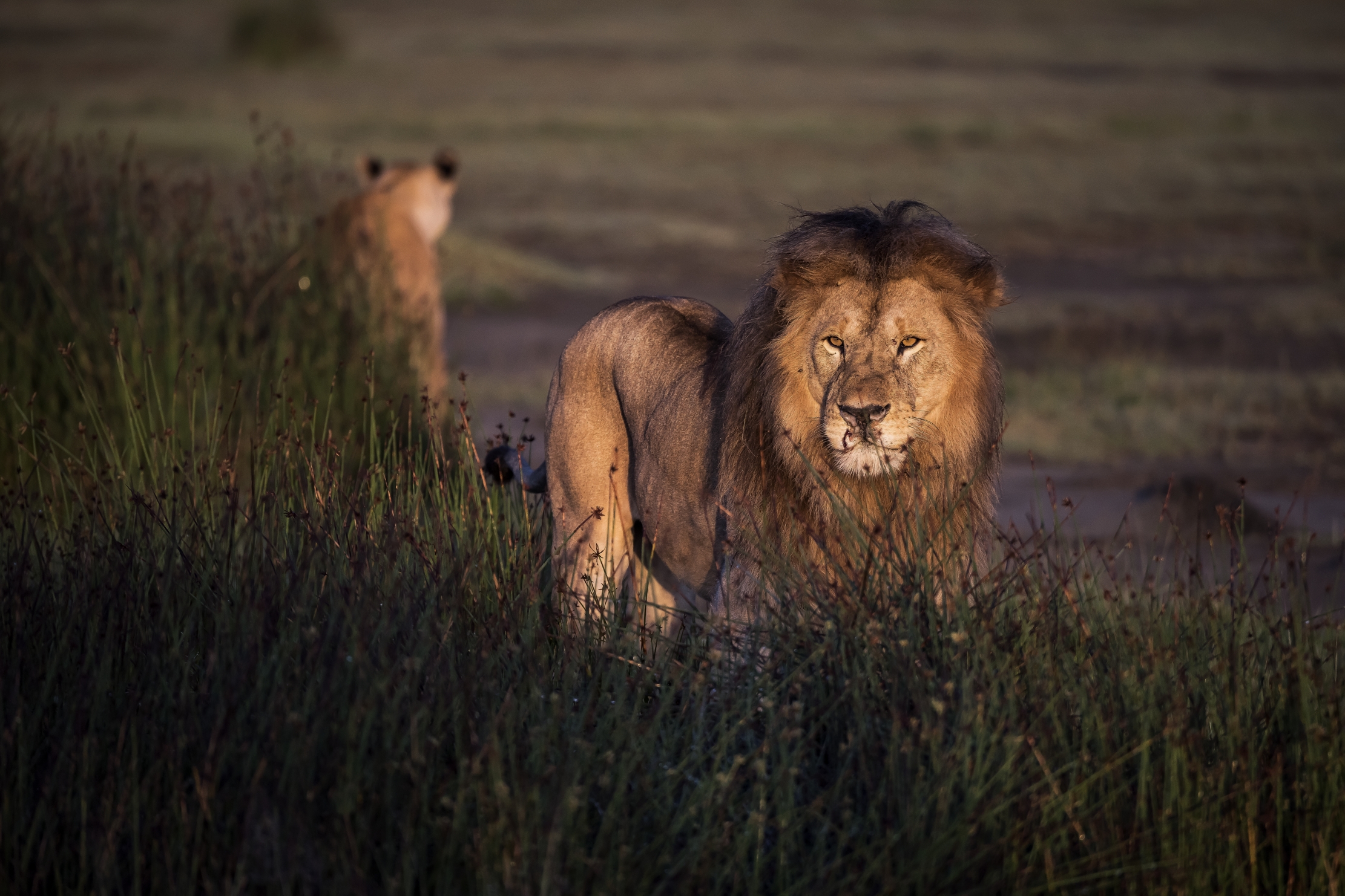 Tanzania 2016 - Alba