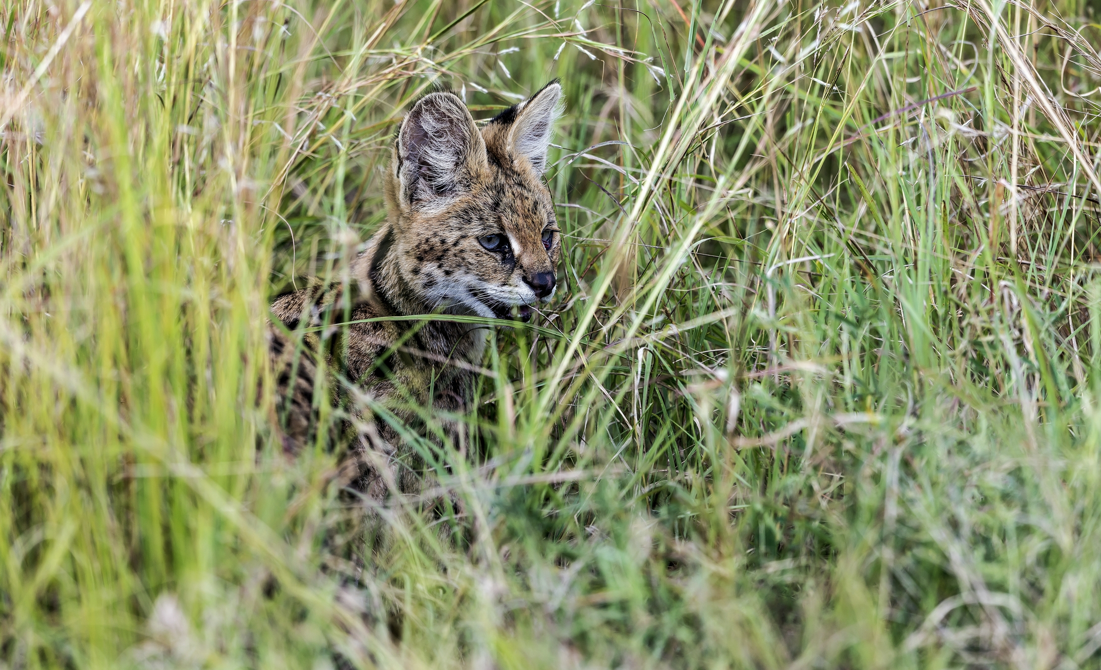 Tanzania 2016 - Serval