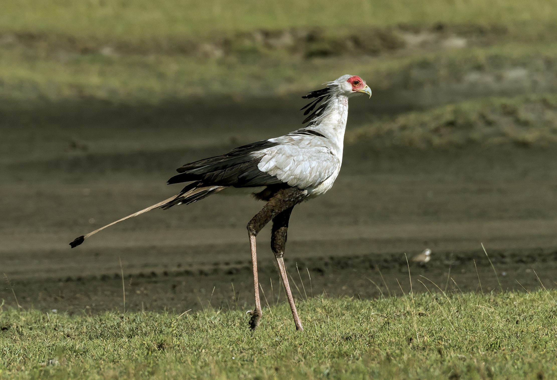 Tanzania 2016 - Serpentario