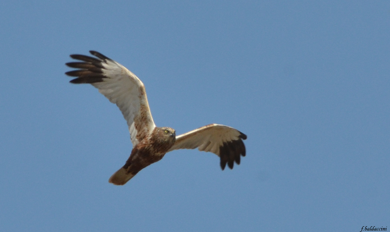 Falco di Palude Maschio