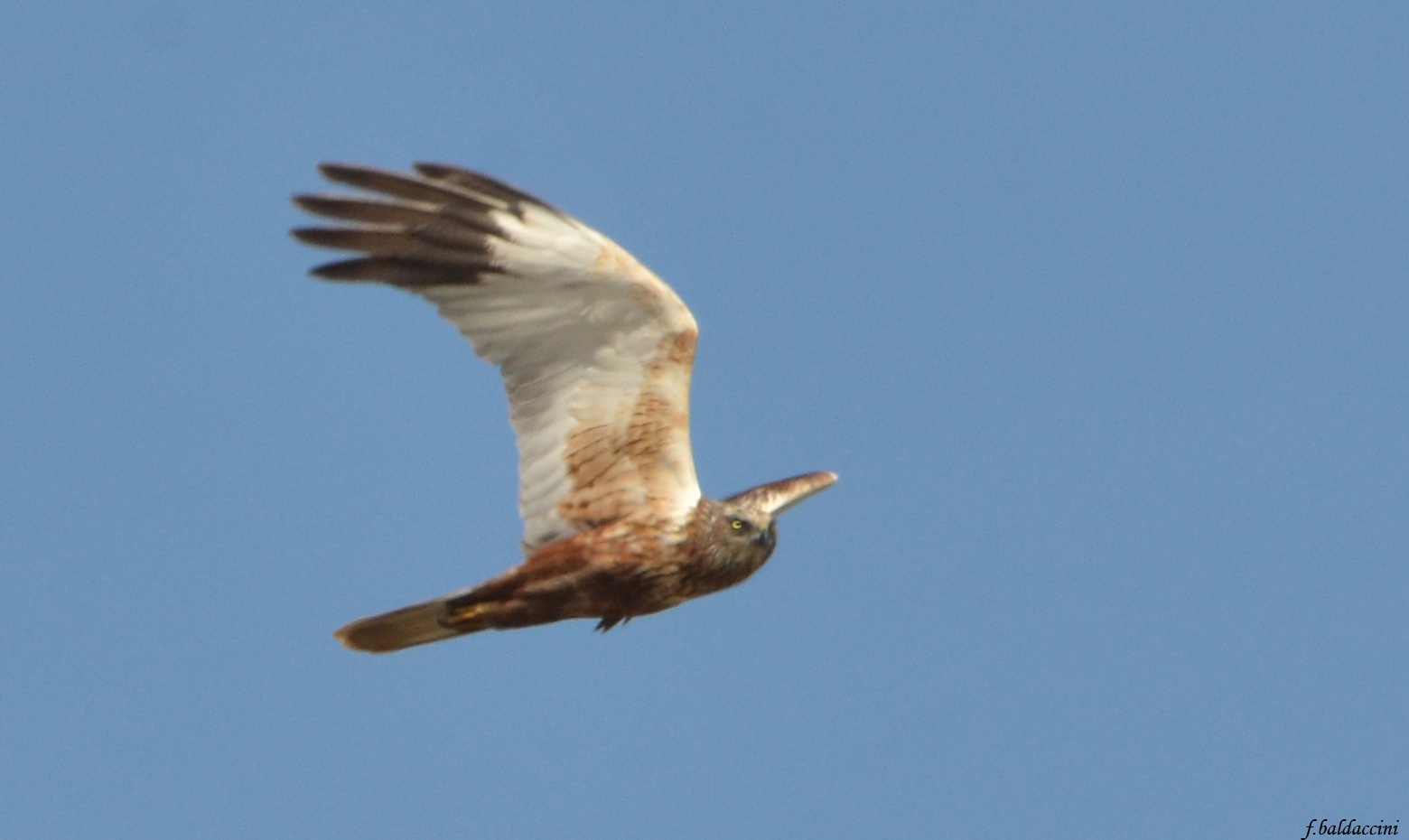 Falco di Palude Maschio