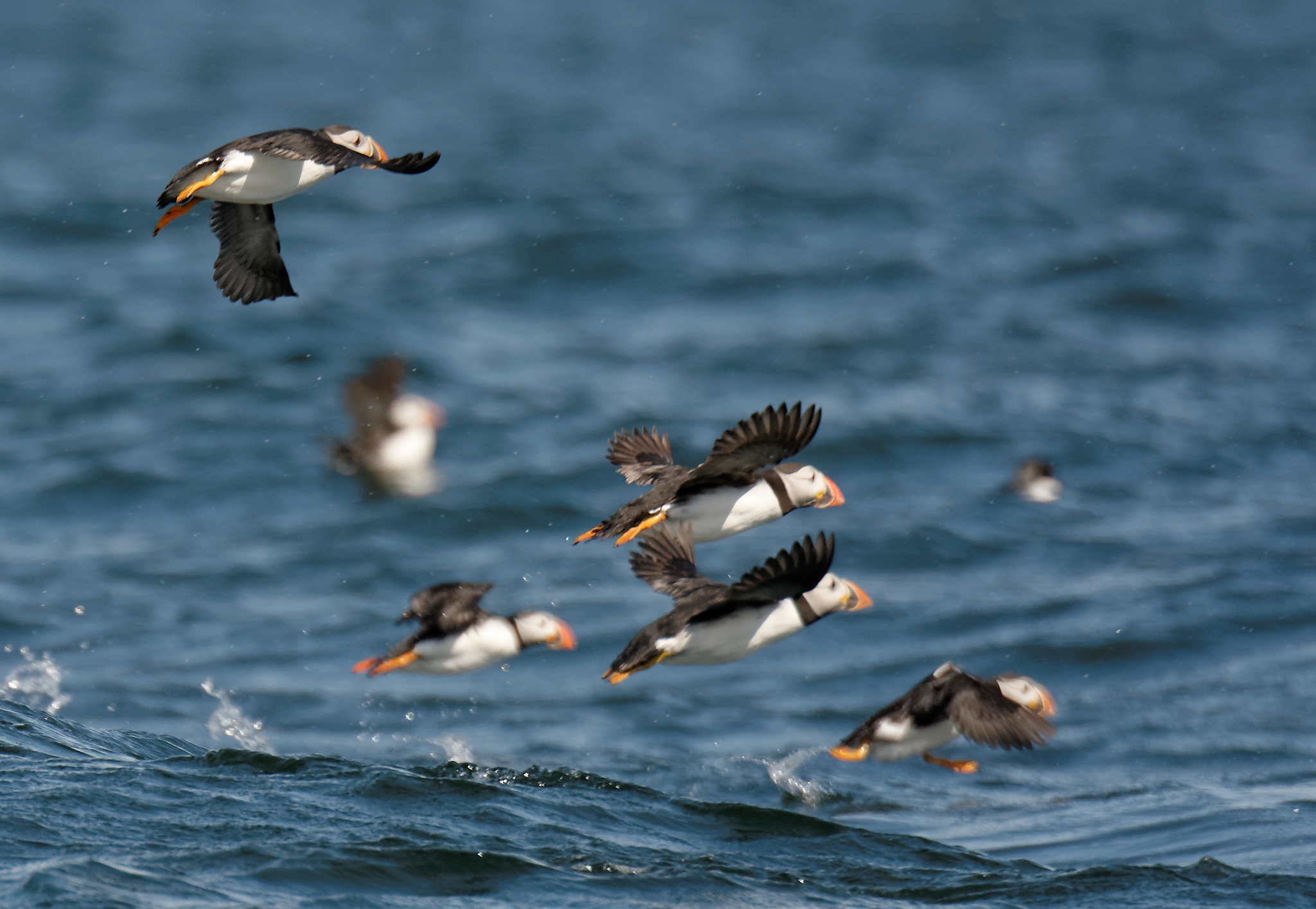 Puffins Flying Back to Bass Rock After Fishing