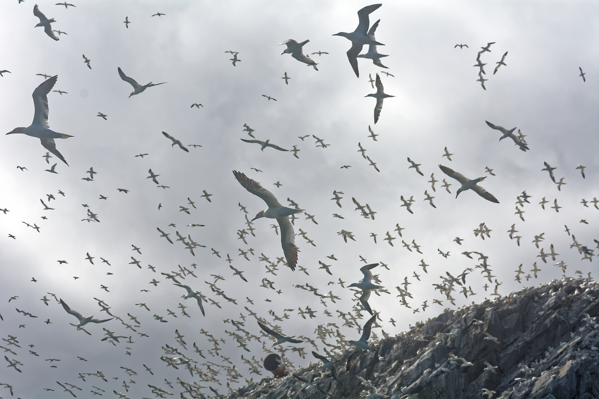 How Many Gannets Would You Like?