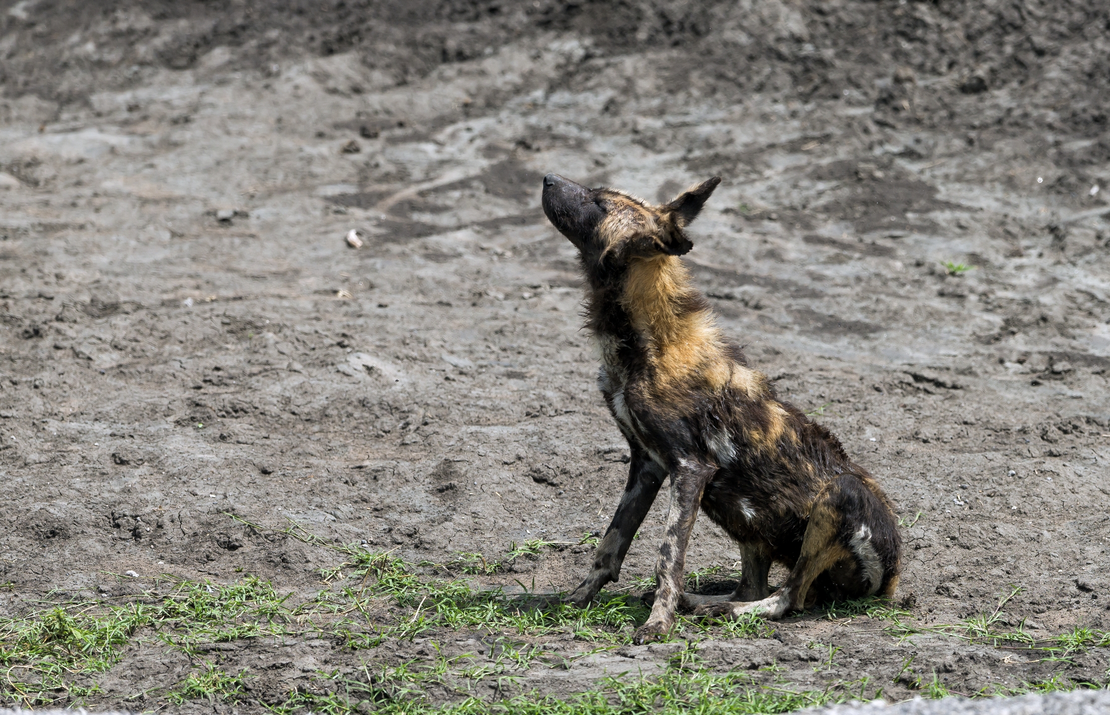 Tanzania 2016 - Scuotimento del licaone