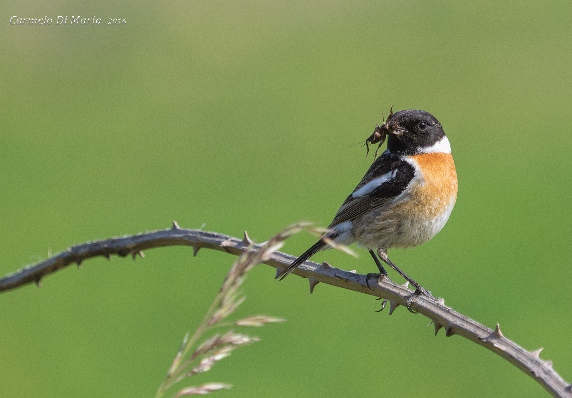 food for the offspring