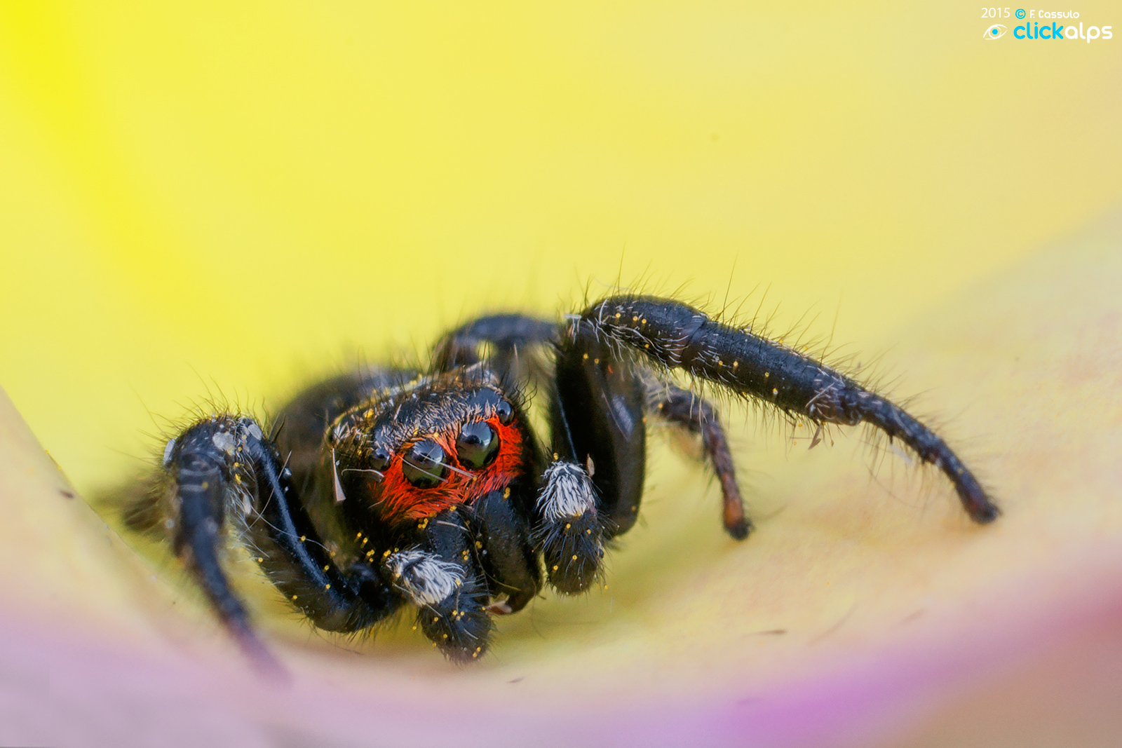 Pellenes seriatus (Thorell, 1875)