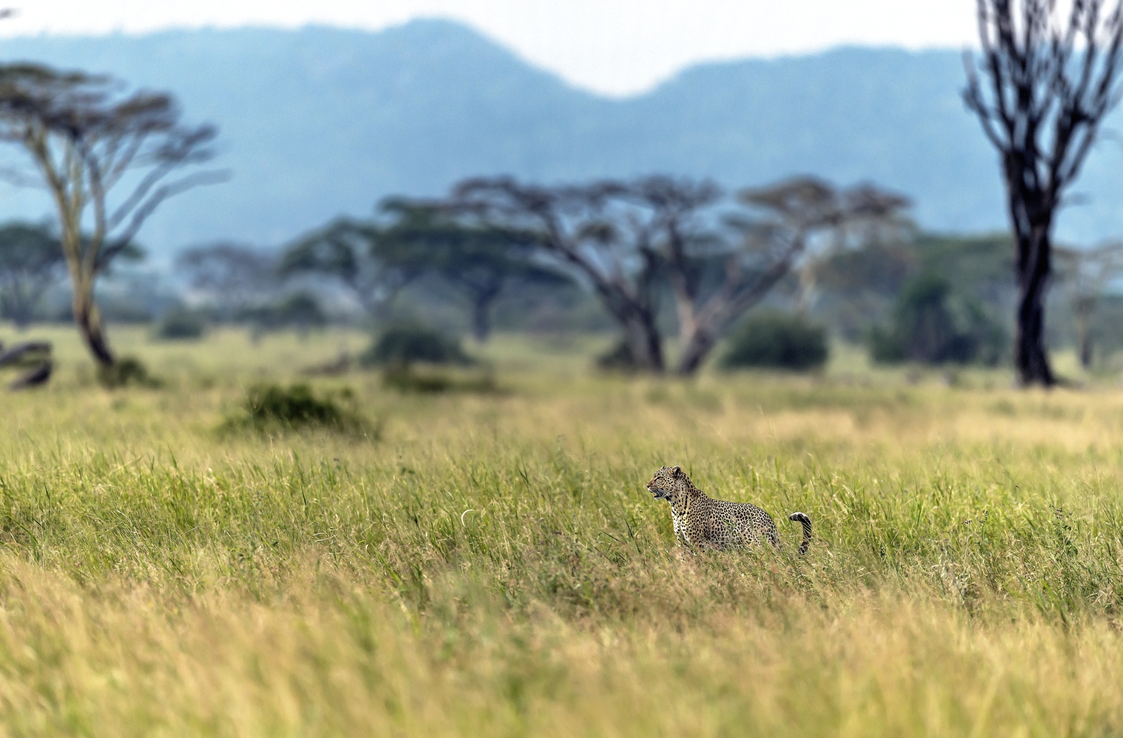 Tanzania 2016 - Serengeti