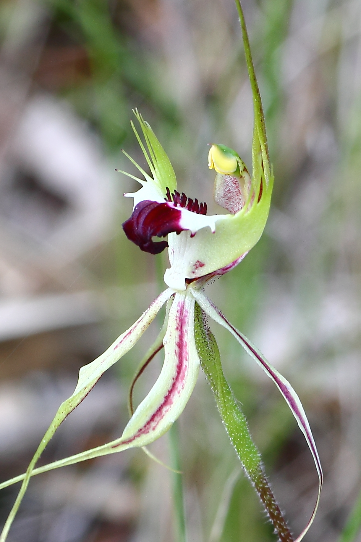 Mantis Orchid