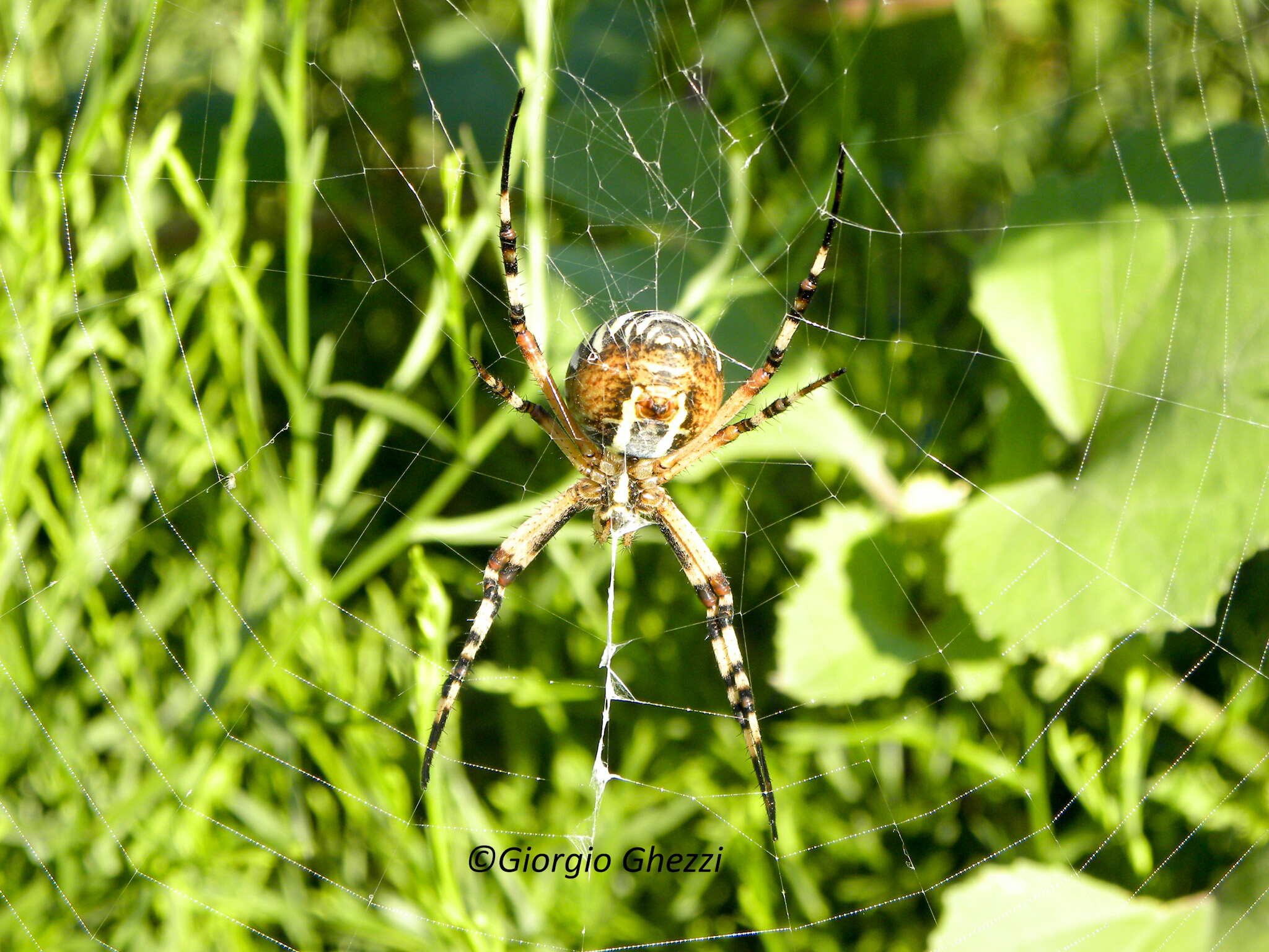 Ragno Vespa (Argiope bruennichi)