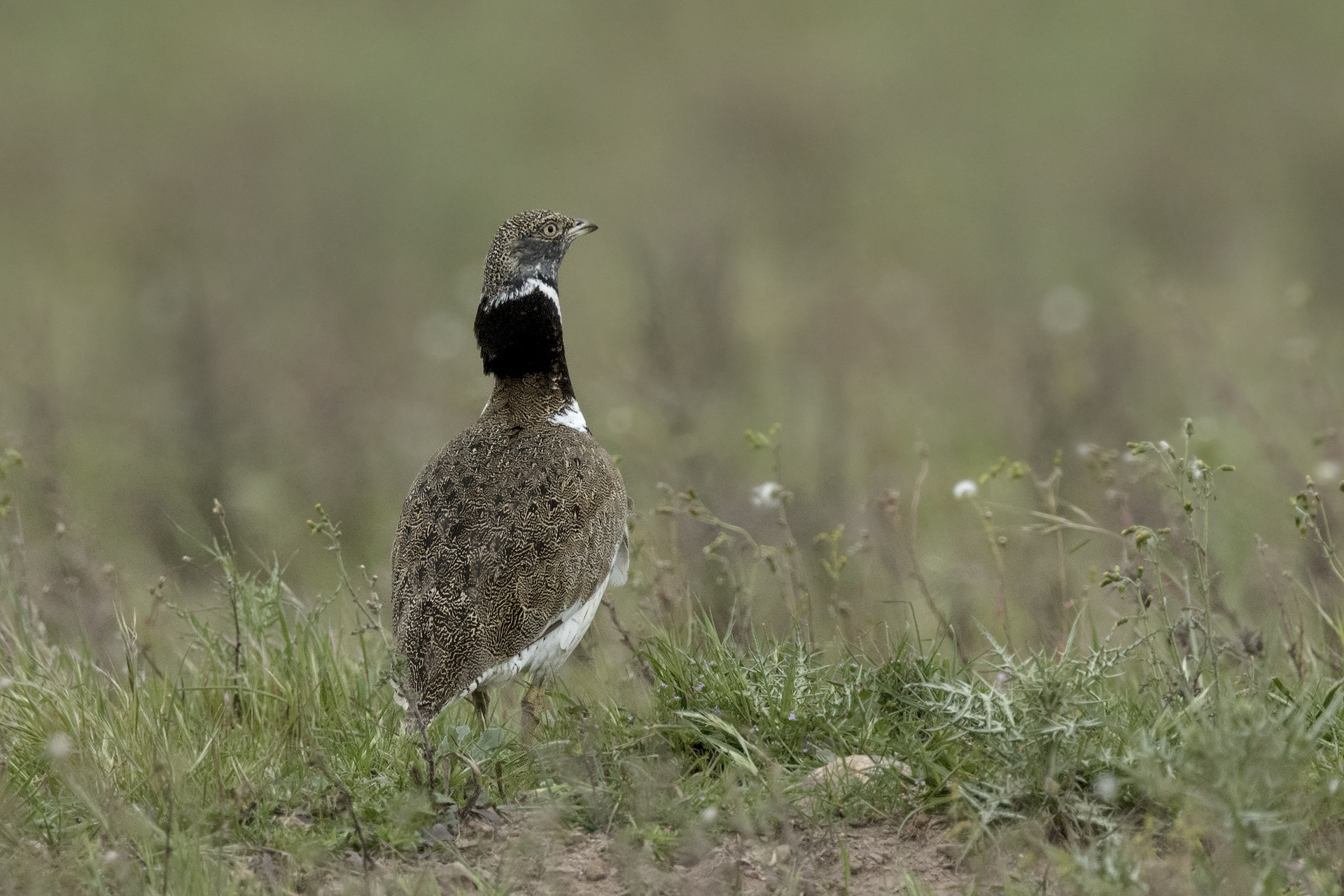 bustard hen