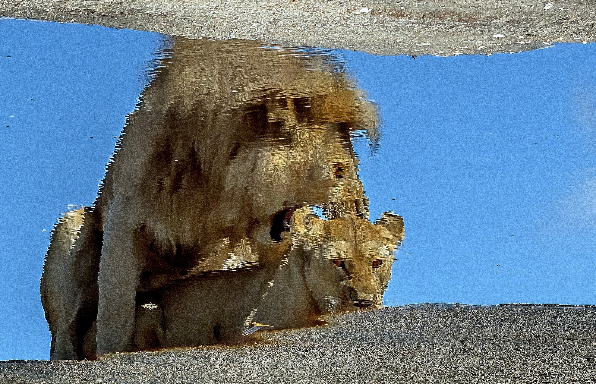 Tanzania 2016 - Love allo specchio