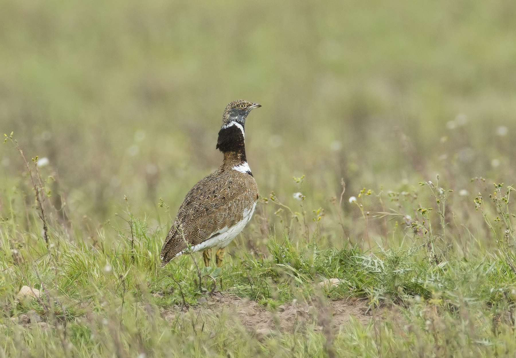 gallina prataiola (tetrax tetrax)
