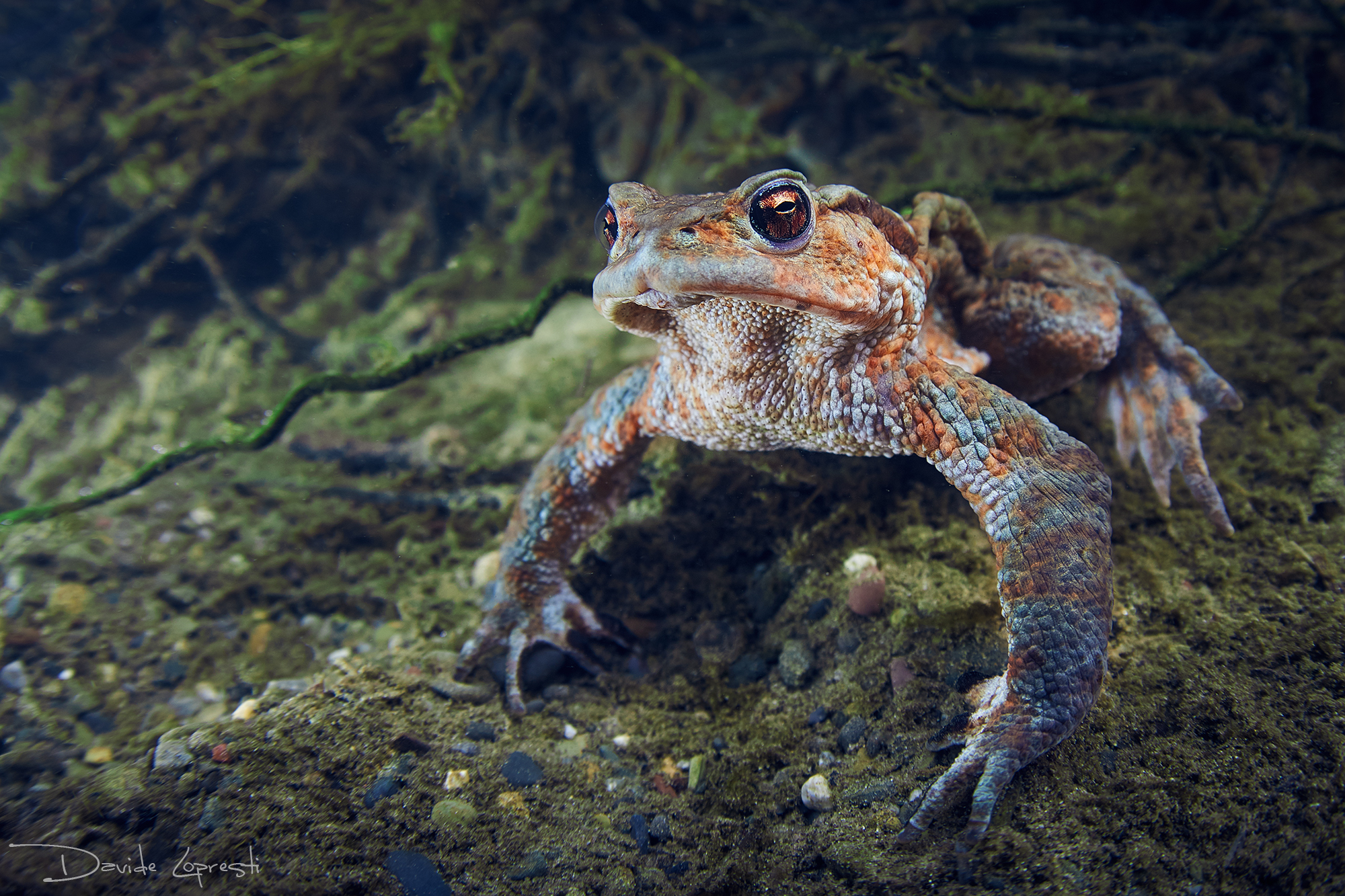 Brutto come un rospo