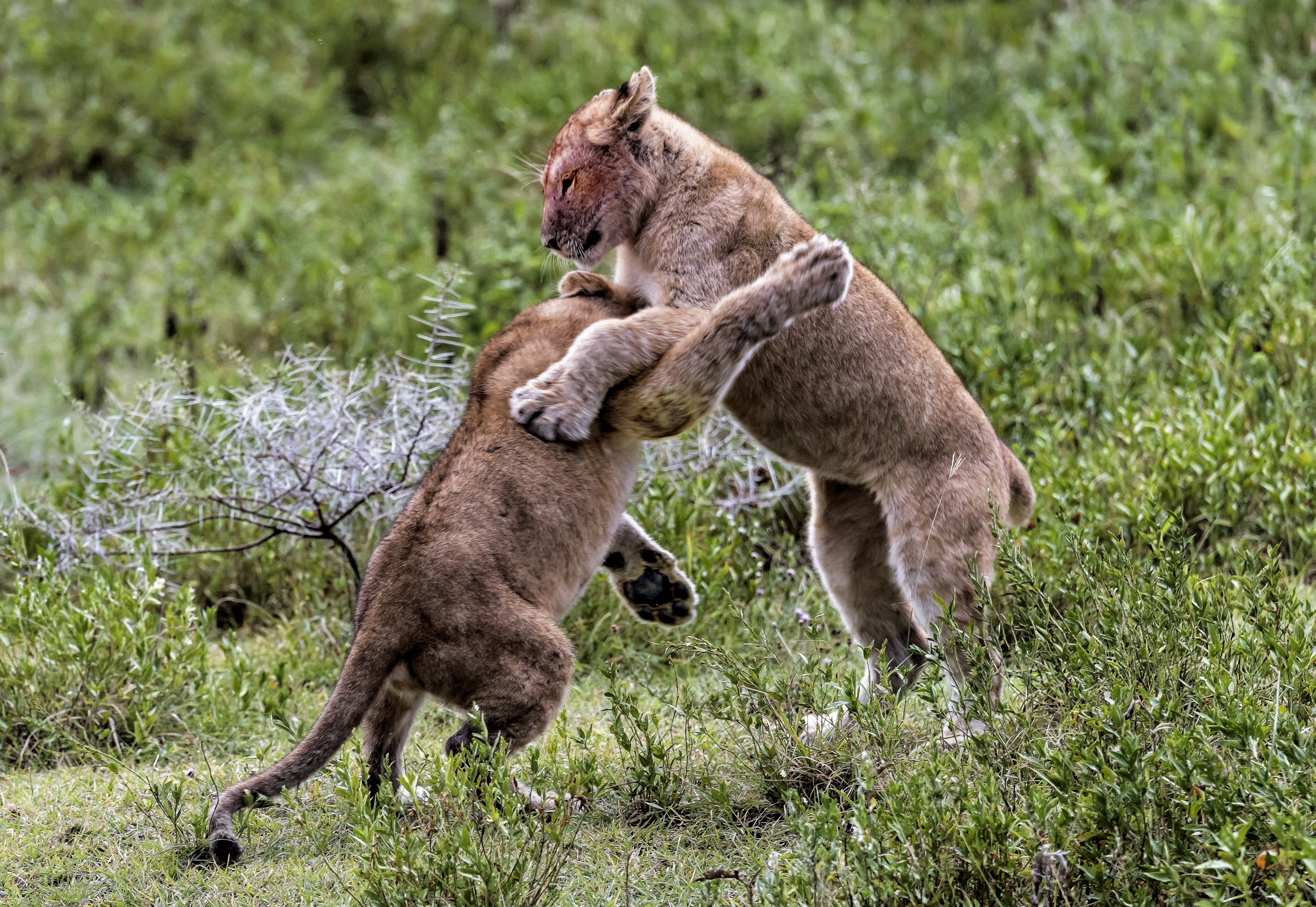 Tanzania 2016 - Cucioli