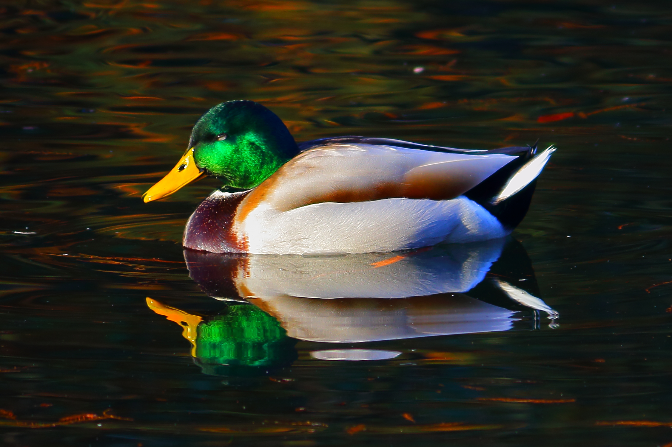 photographic safari in the park pond