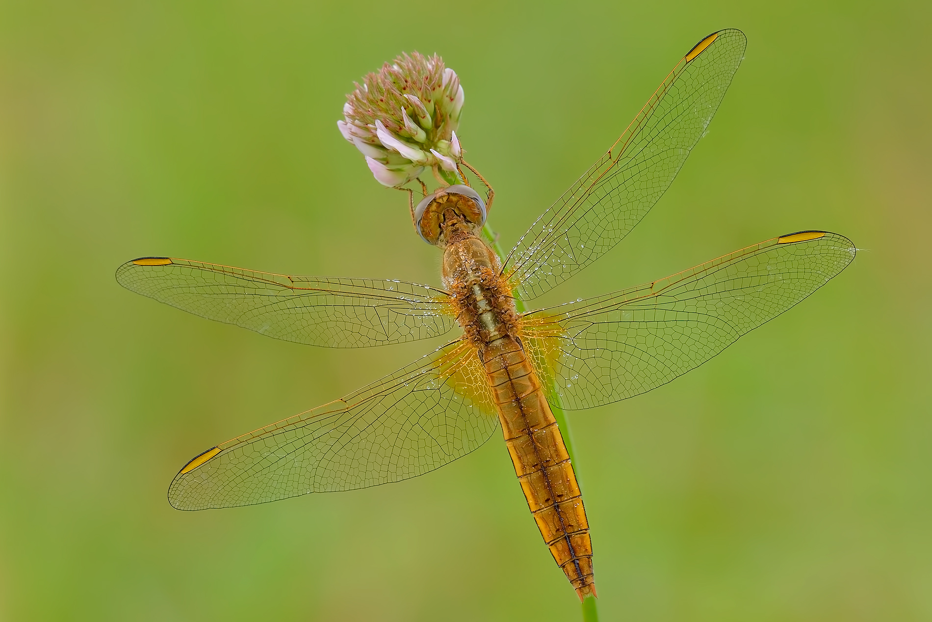 Chi alzerà la coppa...