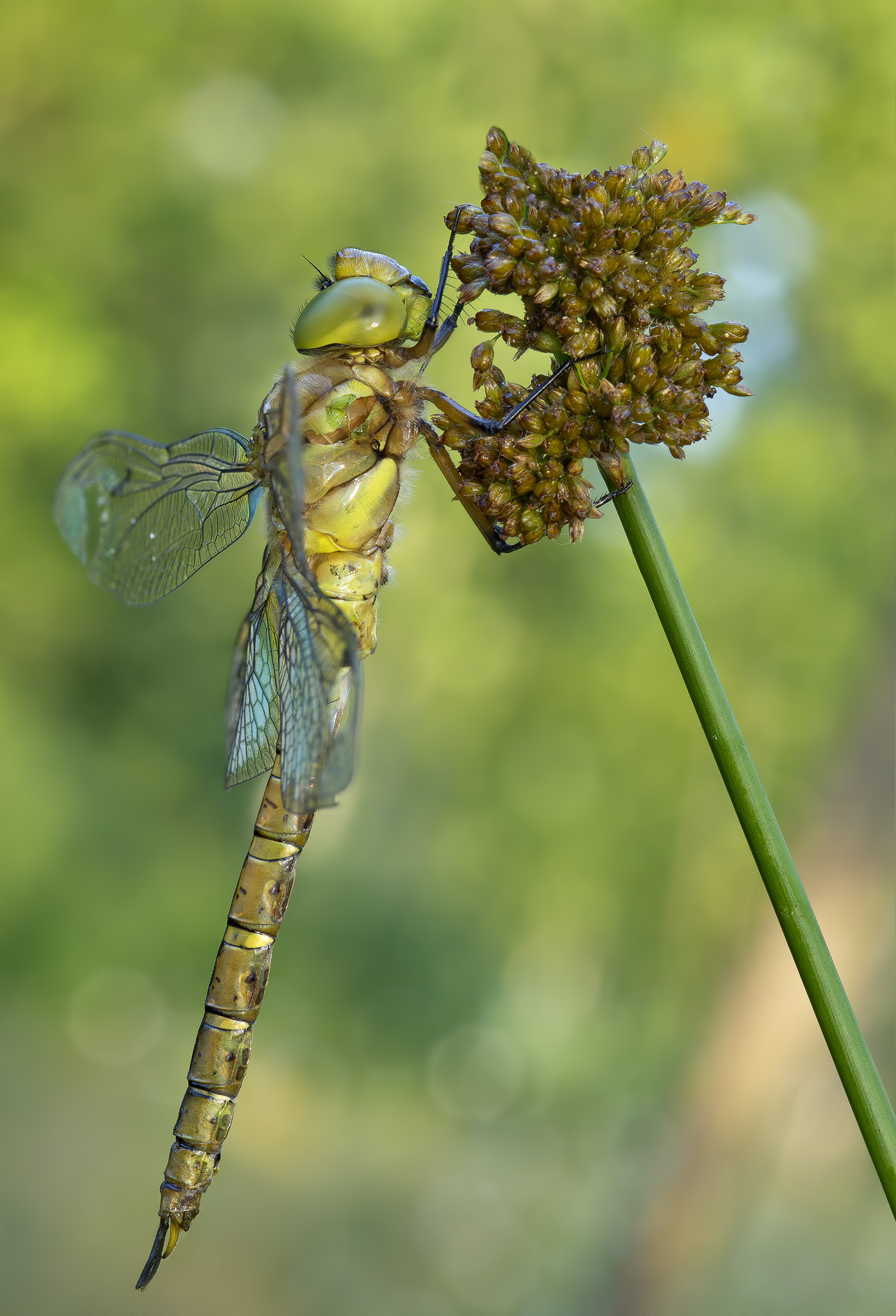 Aeshna isoceles male