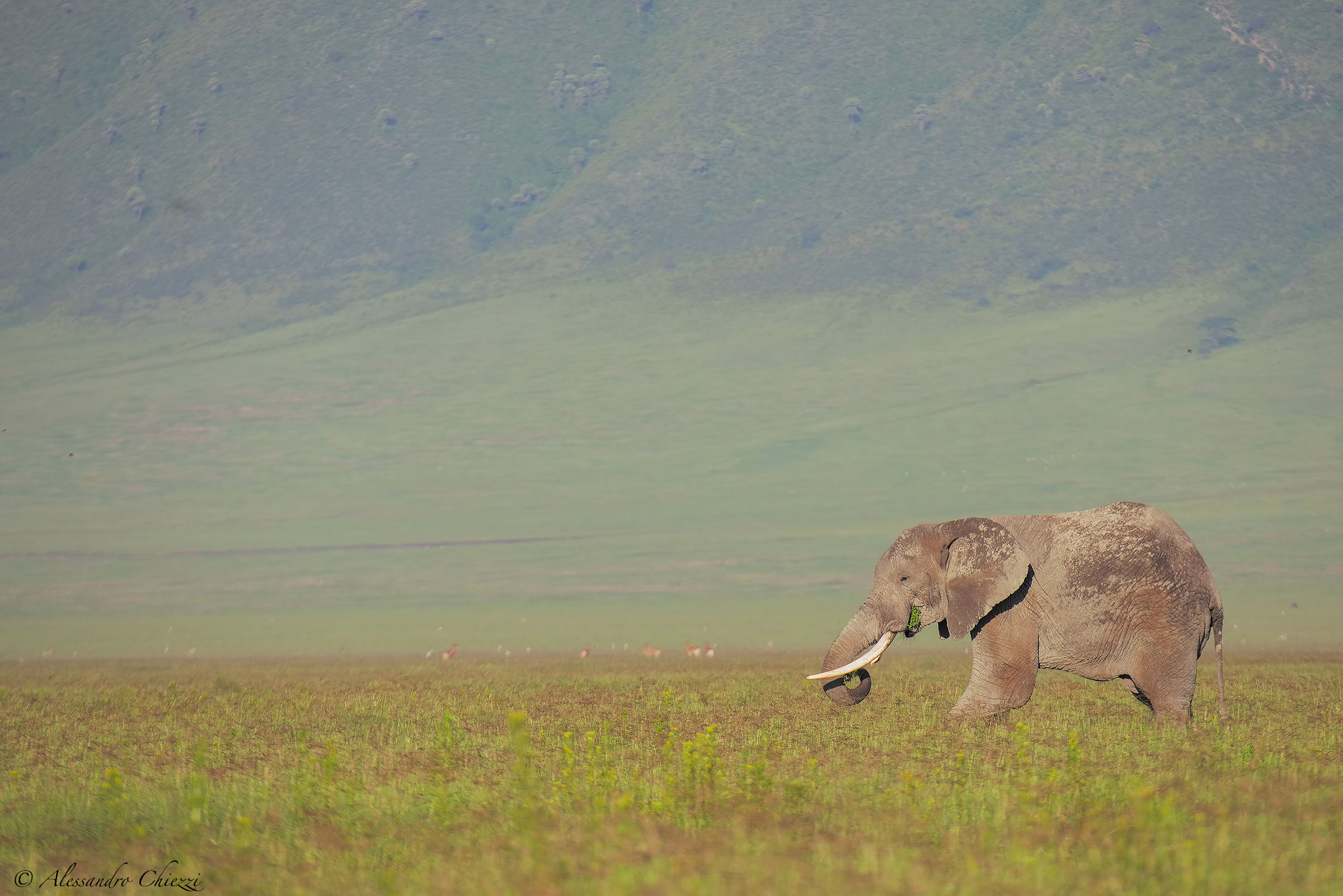The gentleman of the crater